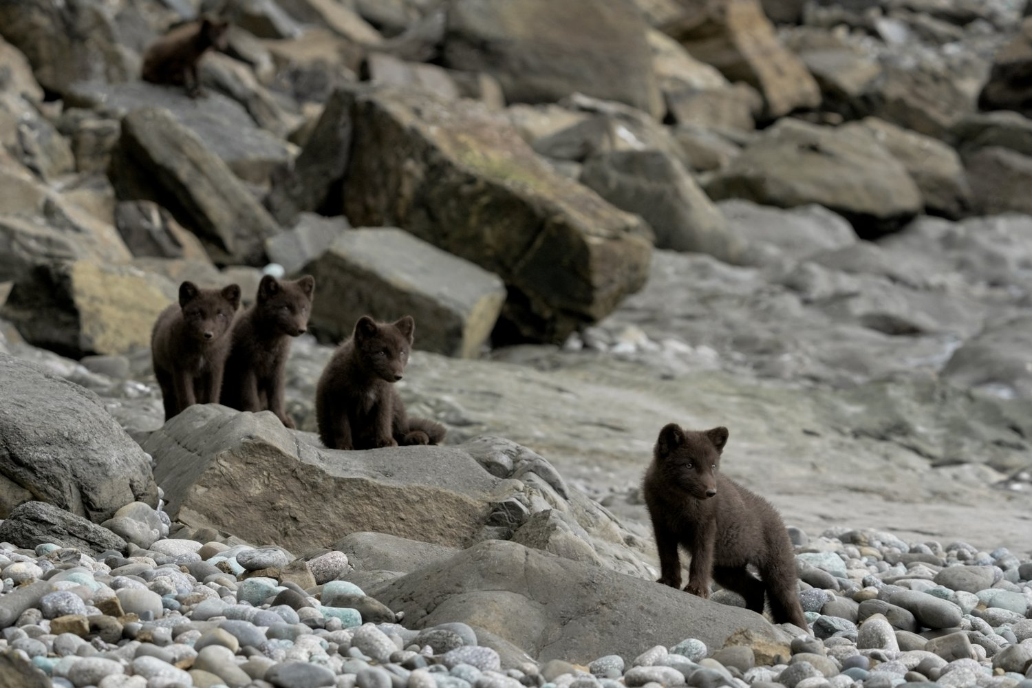 Post #12131018 - Arctic fox, Endemic, Commander Islands, Commander Nature Reserve, Island, wildlife, Rare view, Red Book, Canines, Wild animals, Longpost