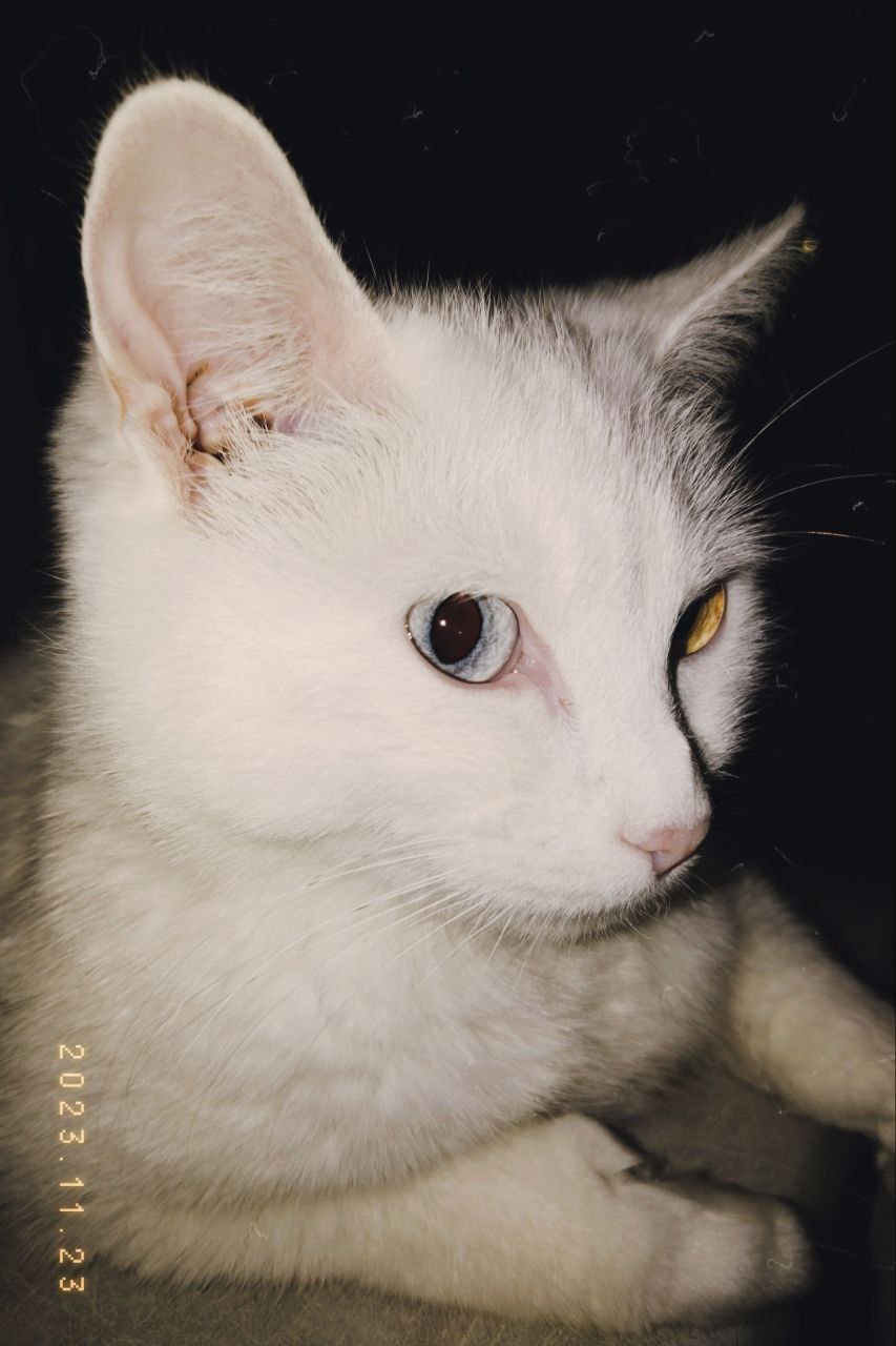 Post #12131471 - cat, Heterochromia, Mat, Longpost