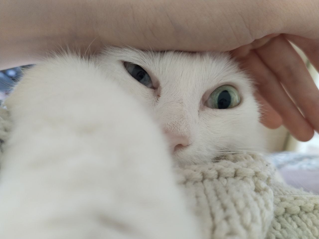 Post #12131471 - cat, Heterochromia, Mat, Longpost