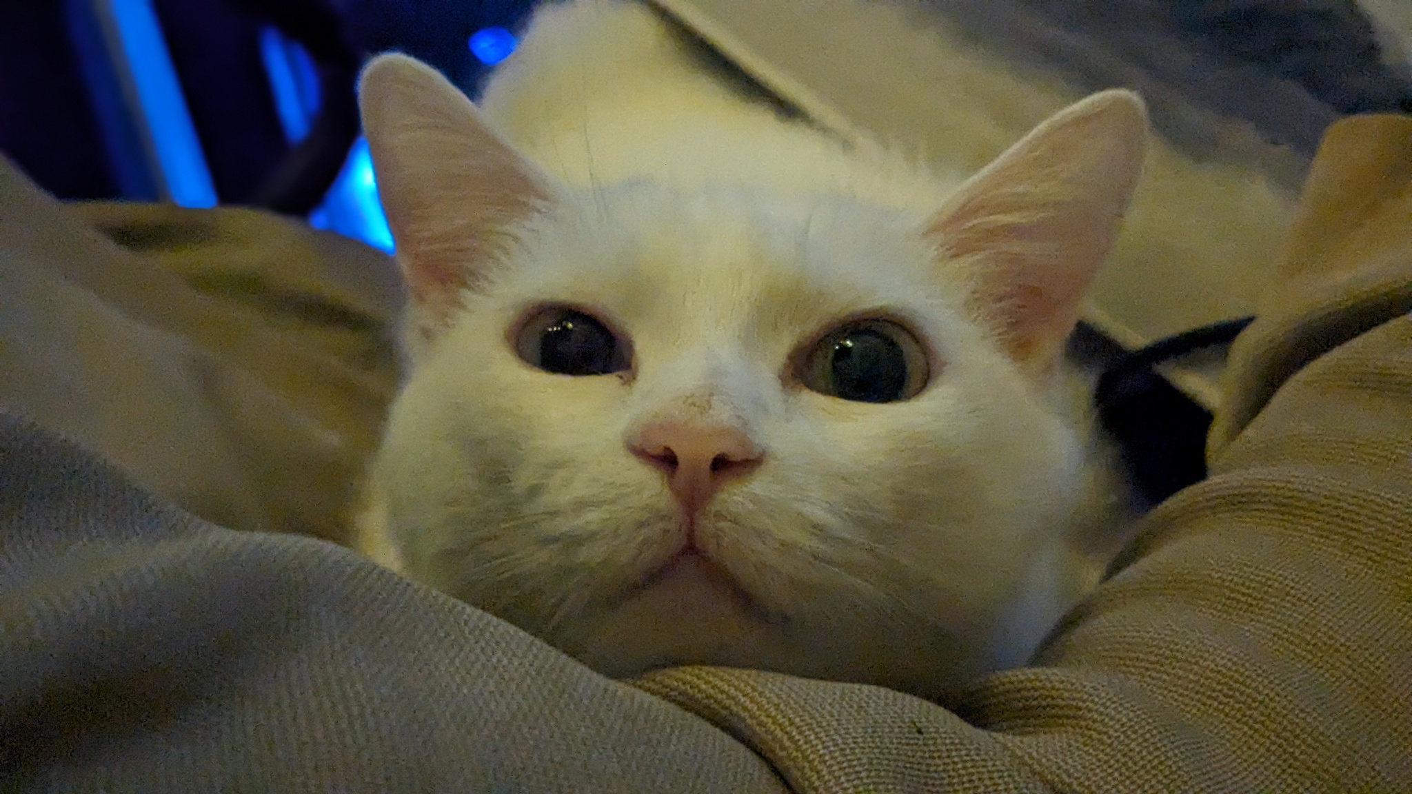 Post #12131471 - cat, Heterochromia, Mat, Longpost