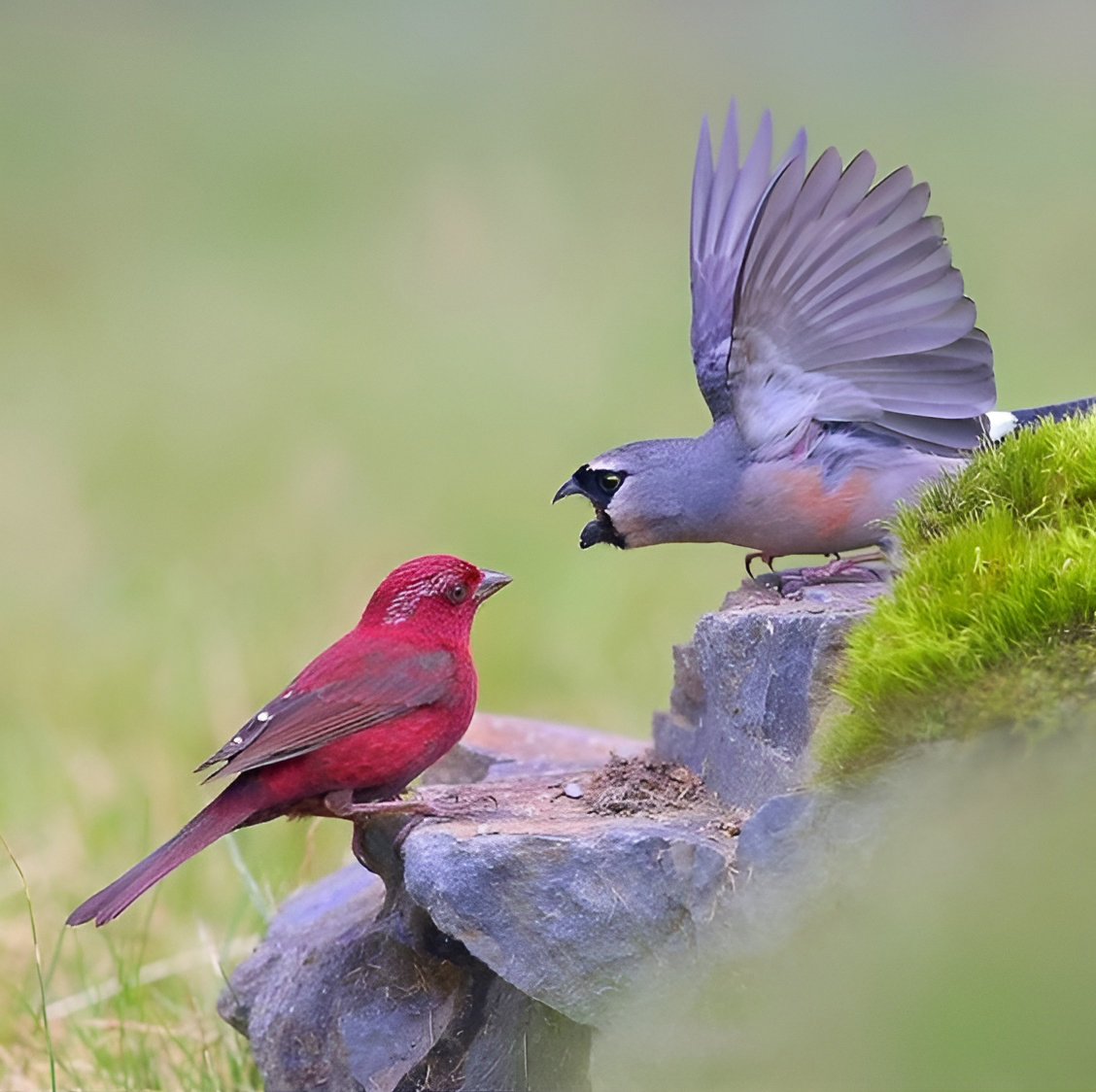 Post #12132763 - The photo, From the network, Passeriformes, Bullfinches, Lentil, Birds, Ornithology, wildlife