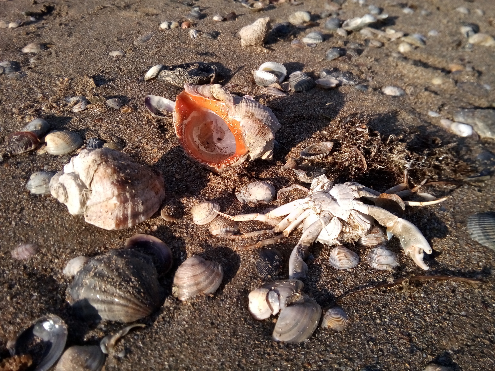 Post #12132811 - My, The photo, Mobile photography, Seashells, Crab, Sand, Coast, Still life, Nature, Friday tag is mine