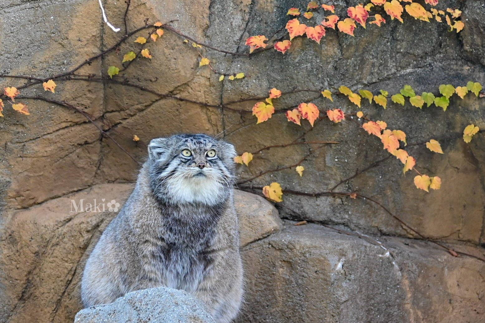 Post #12133063 - Wild animals, Zoo, Predatory animals, Cat family, Pallas' cat, Small cats