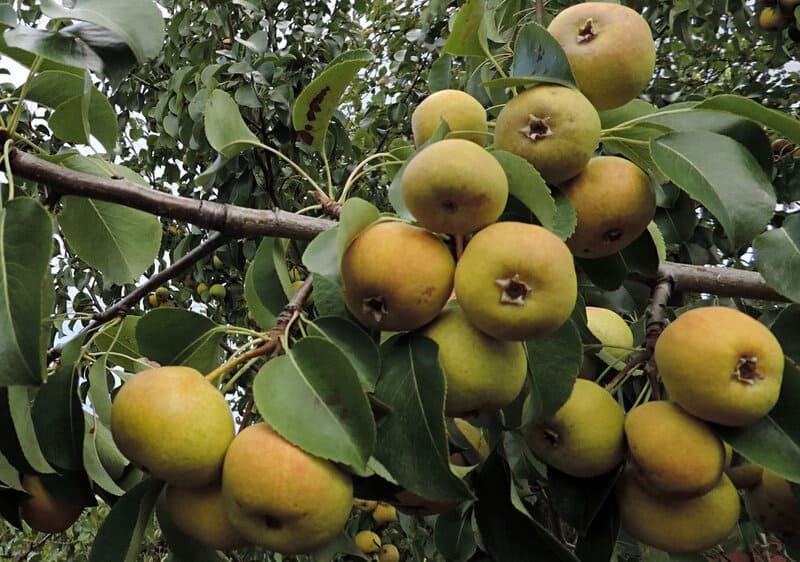 Fruits: Ussuri pear - My, Plants, Bloom, Botany, Entertaining botany, Pear, Botmuseum, Botanical Museum of the Botanical Institute of the Russian Academy of Sciences, Botanical Museum, Longpost, Ussuri pear