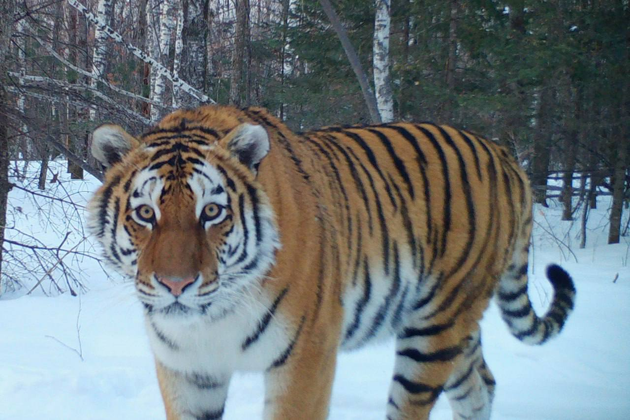 Post #12134703 - Amur tiger, Conflict, Village, Khasan district, Primorsky Krai, wildlife, The photo, Predatory animals, Big cats, Tiger, Wild animals, Cat family, Rosprirodnadzor, Telegram (link)