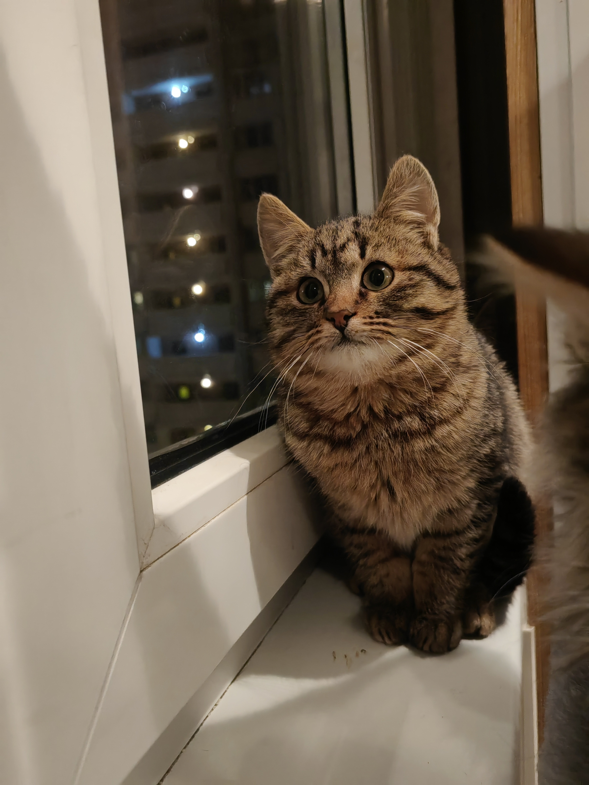 Continuation of the post Kittens are looking for a home. Moscow - My, Overexposure, No rating, In good hands, Homeless animals, cat, Video, Vertical video, Longpost, Reply to post