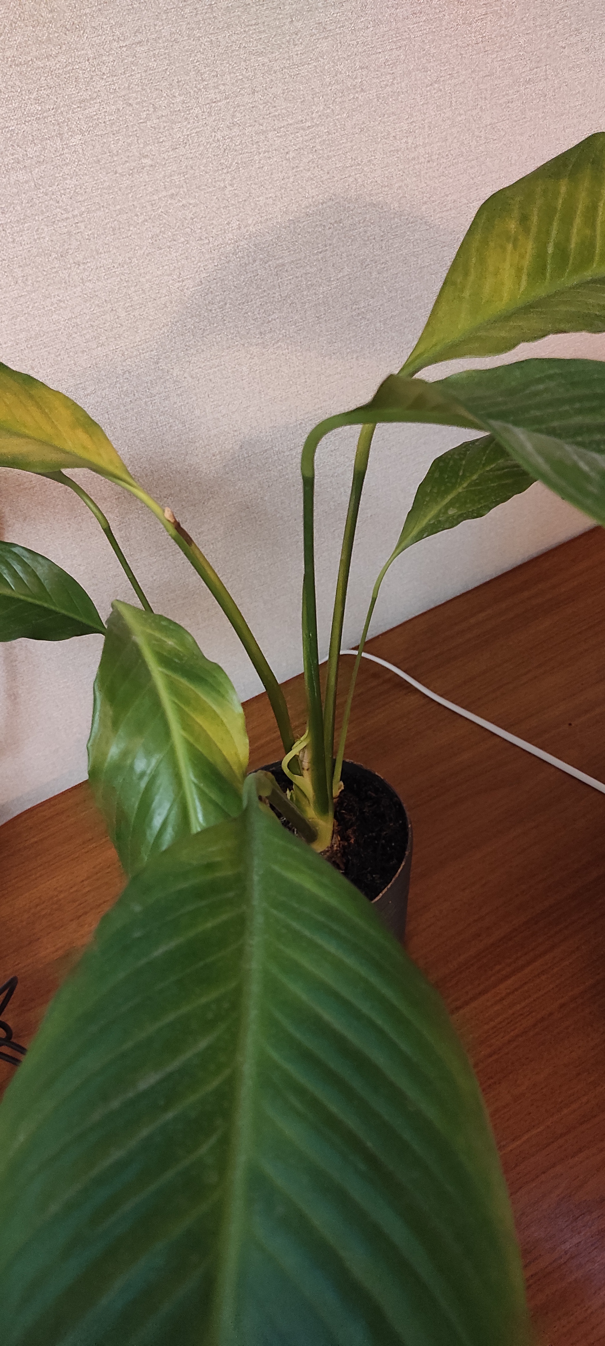 Help! The spathiphyllum is dying! - My, Flowers, Spathiphyllum, Houseplants, Help, Longpost, Plant diseases