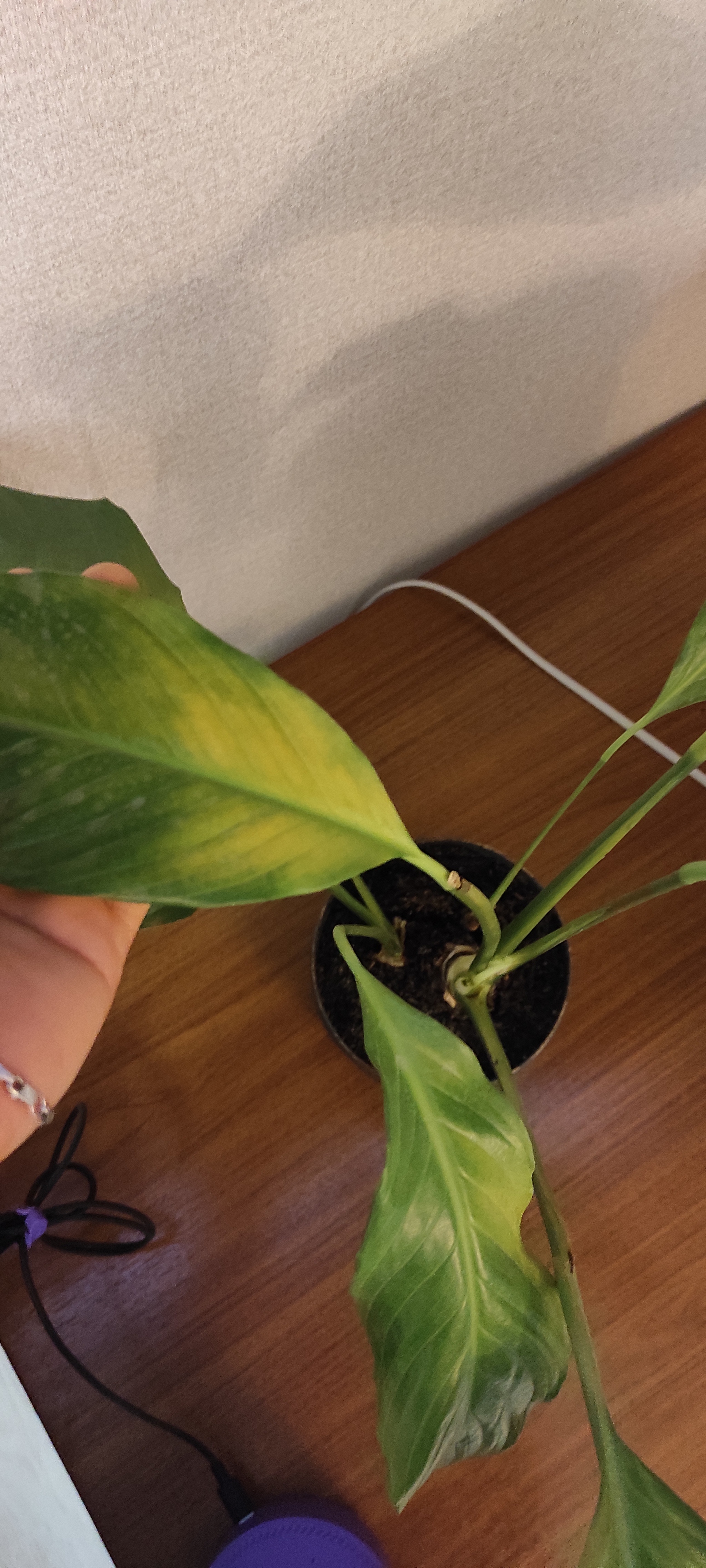 Help! The spathiphyllum is dying! - My, Flowers, Spathiphyllum, Houseplants, Help, Longpost, Plant diseases