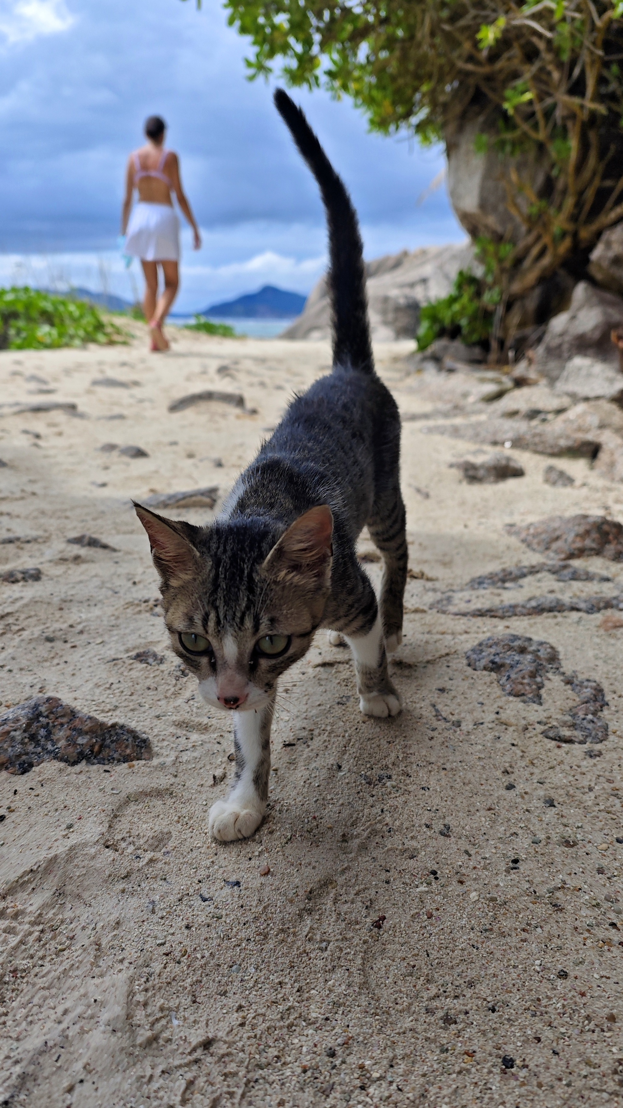 Reply to post Photogenicity - level Cat - My, cat, The photo, Beach, Reply to post