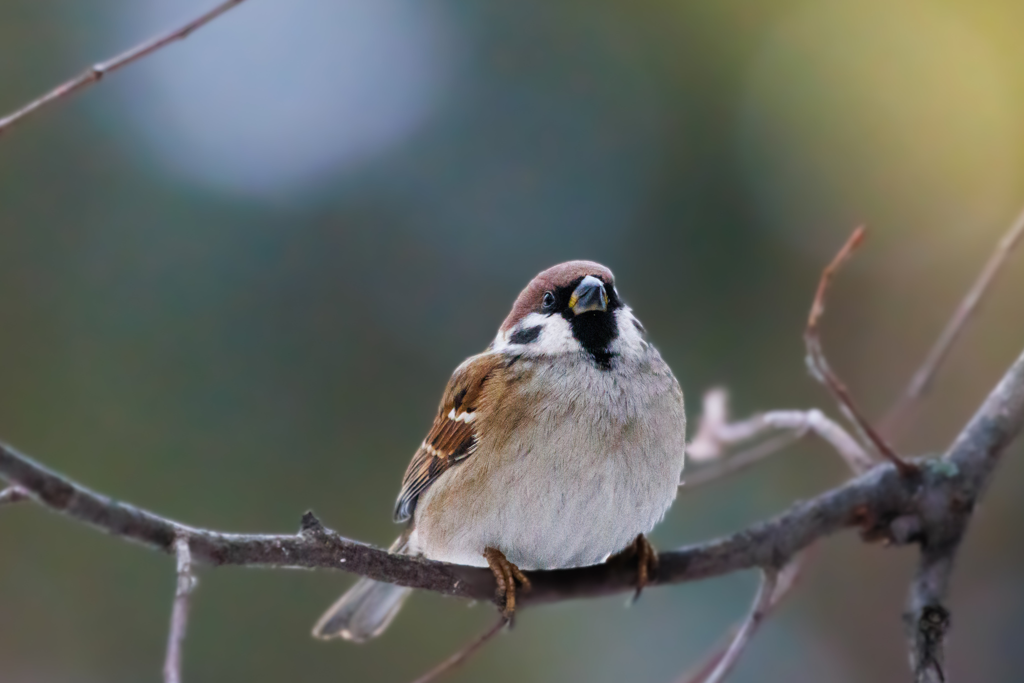 Sparrow - My, The photo, Photo hunting, Birds, The nature of Russia, Bird watching, Sparrow