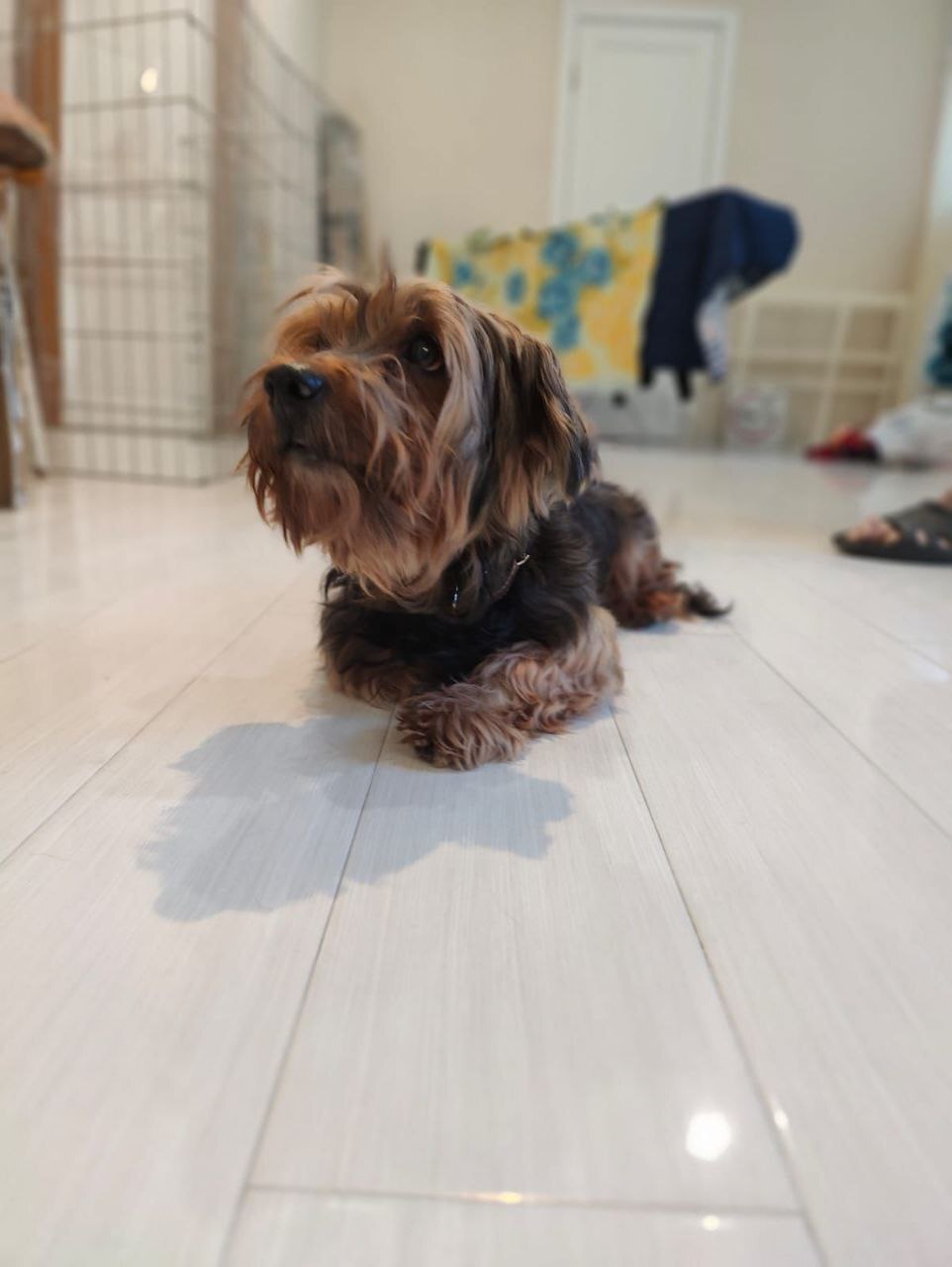 Small dog, Yorkie, looking for a home! Zvenigorod, Odintsovsky district - Dog, Yorkshire Terrier, In good hands, No rating