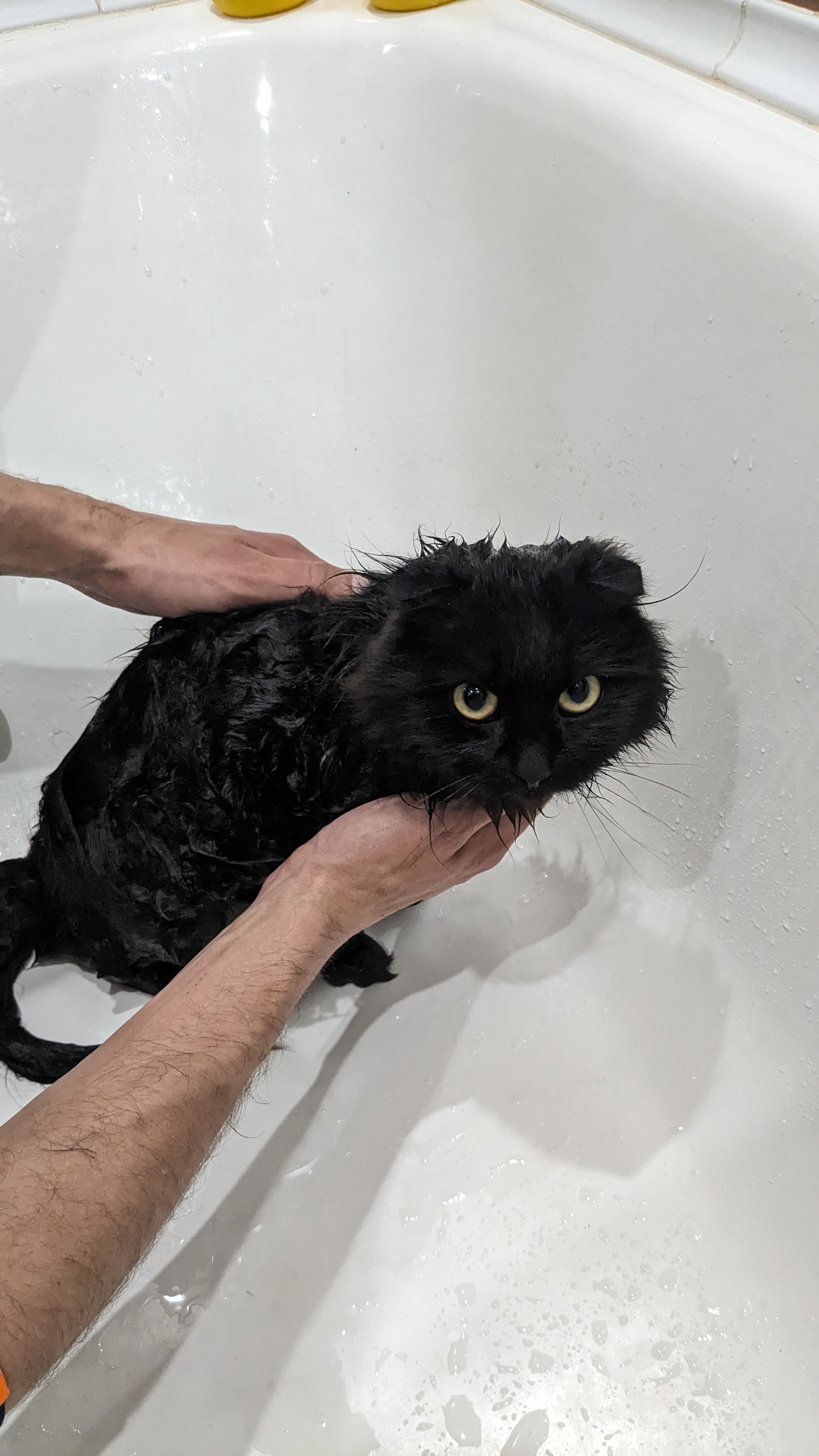 Post #12136856 - My, Thrown away, Foundling, Black cat, Friend, Pet the cat, Cat lovers, cat, Fluffy, Good league, Kindness, Care, Kittens, Longpost