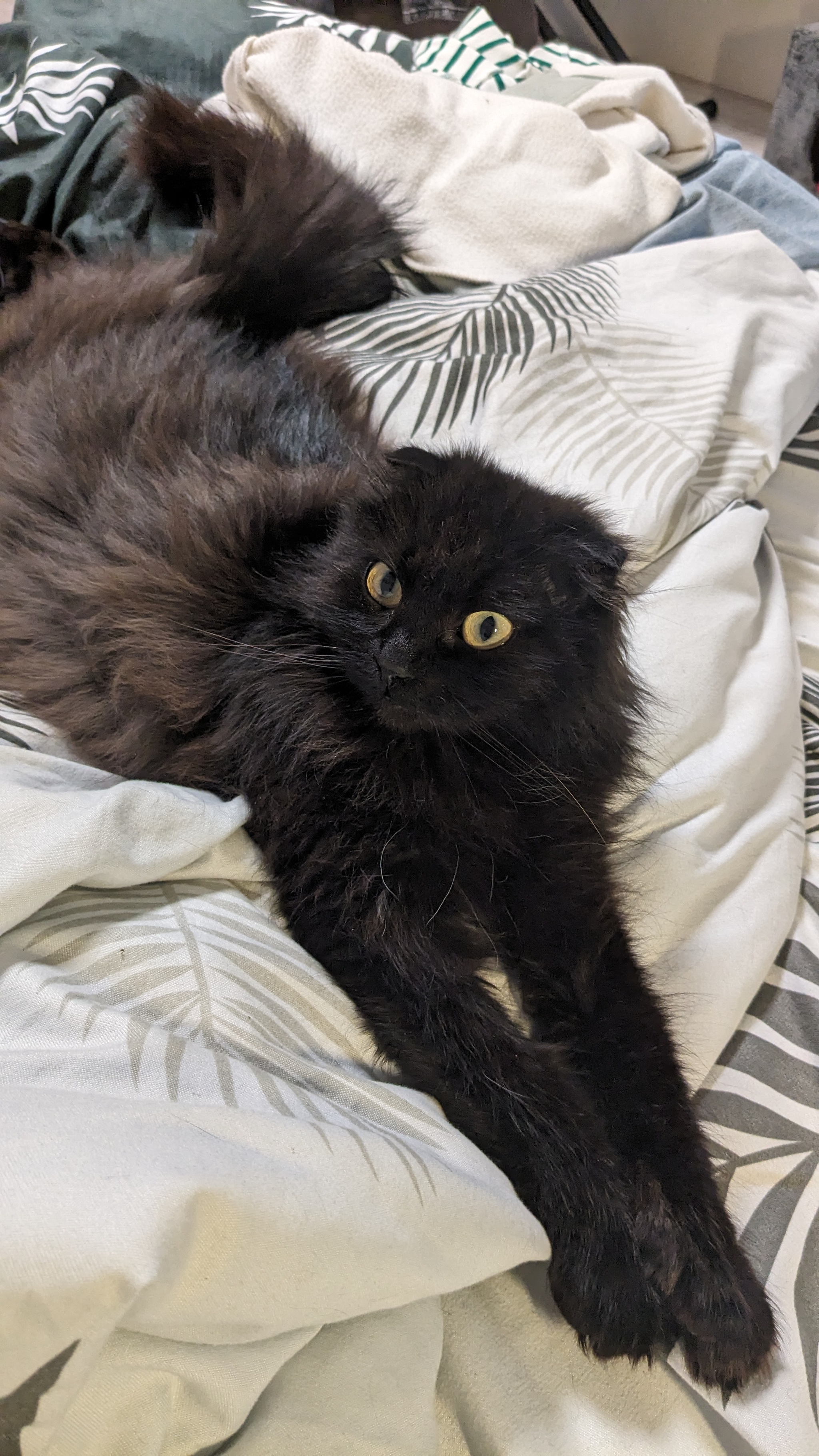 Post #12136856 - My, Thrown away, Foundling, Black cat, Friend, Pet the cat, Cat lovers, cat, Fluffy, Good league, Kindness, Care, Kittens, Longpost