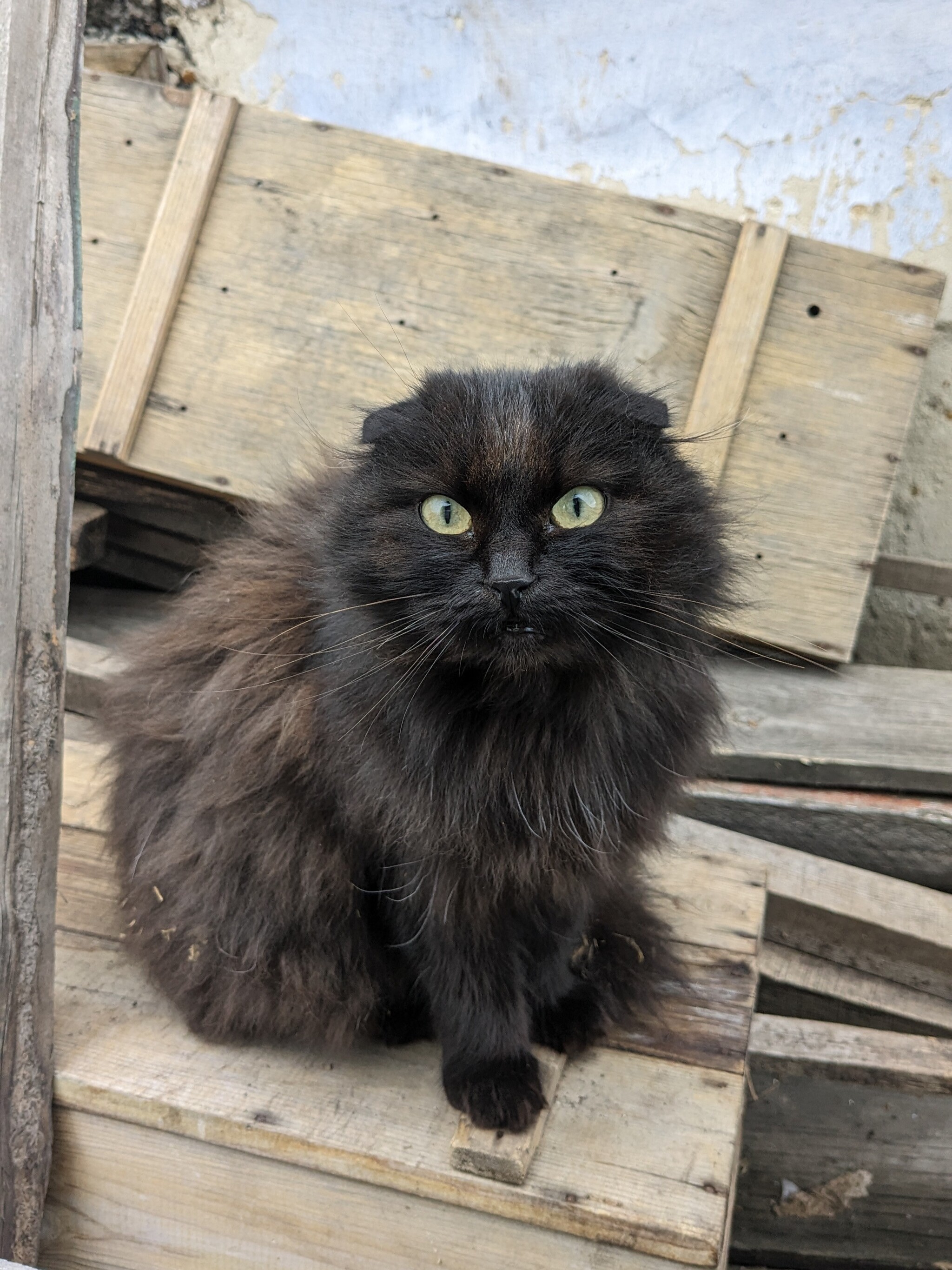 Post #12136856 - My, Thrown away, Foundling, Black cat, Friend, Pet the cat, Cat lovers, cat, Fluffy, Good league, Kindness, Care, Kittens, Longpost