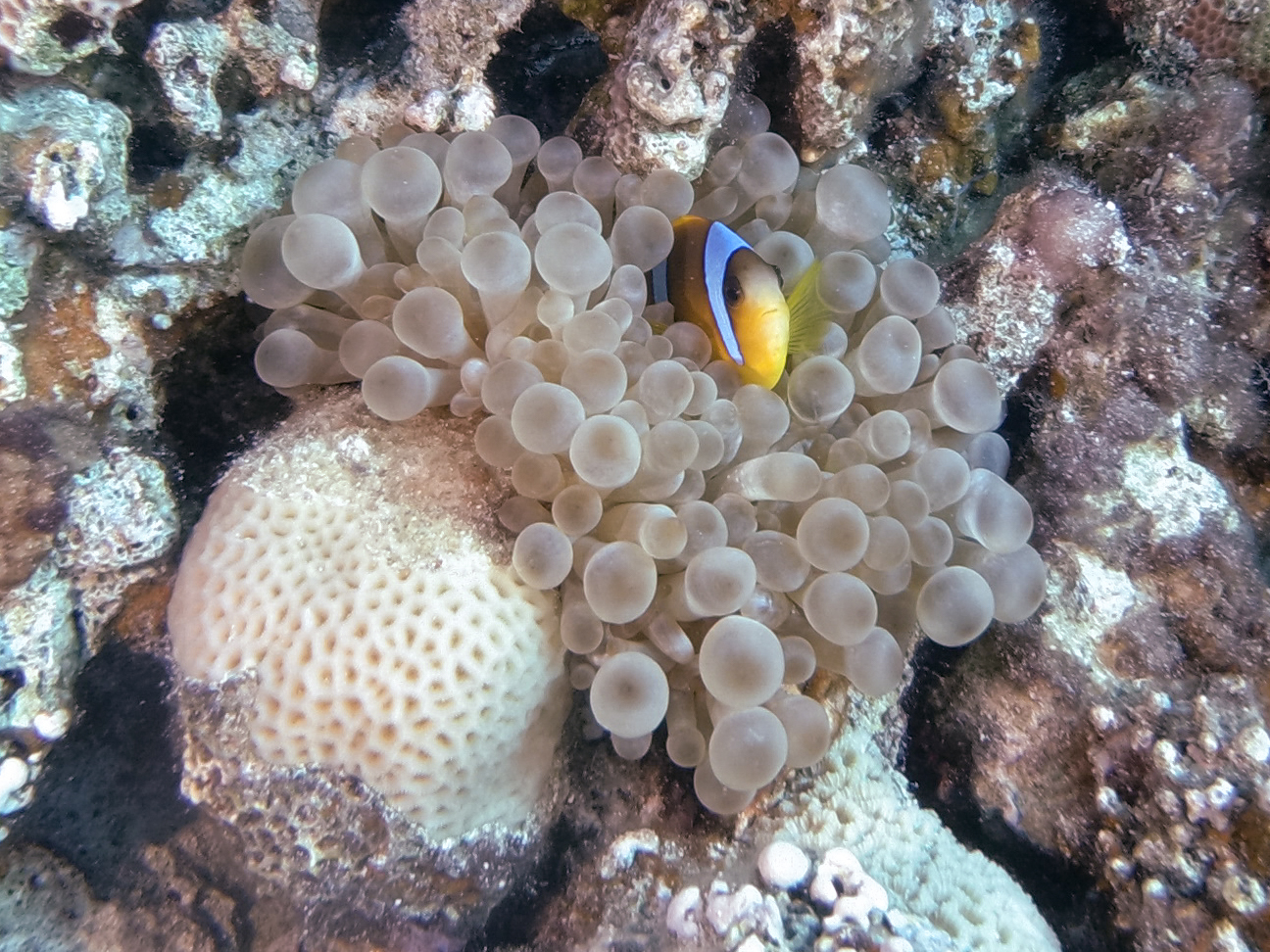 What a cutie <3 - My, The photo, Diving, A fish, Sea, Egypt, Underwater photography