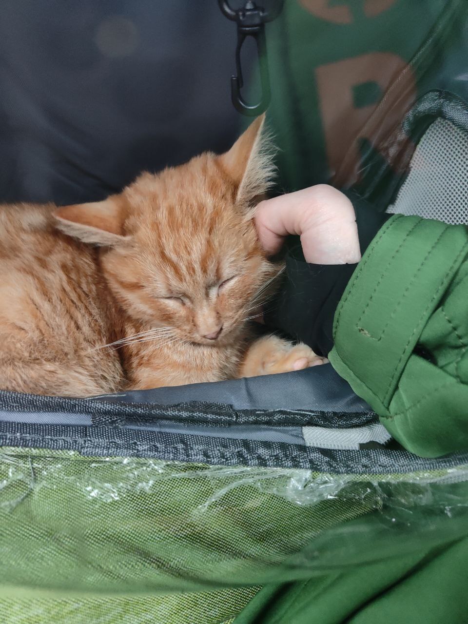 Рыжик, найденный на трассе в лесу в метель, стал домашним и передает привет - Моё, Тосно, Спасение животных, Нашел дом, Кот, Было-Стало, Длиннопост, Видео, Вертикальное видео