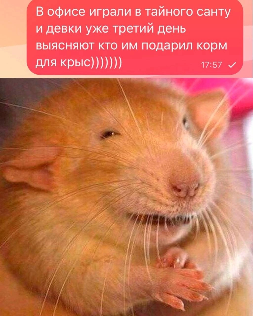 Hehe) - From the network, Humor, Rat