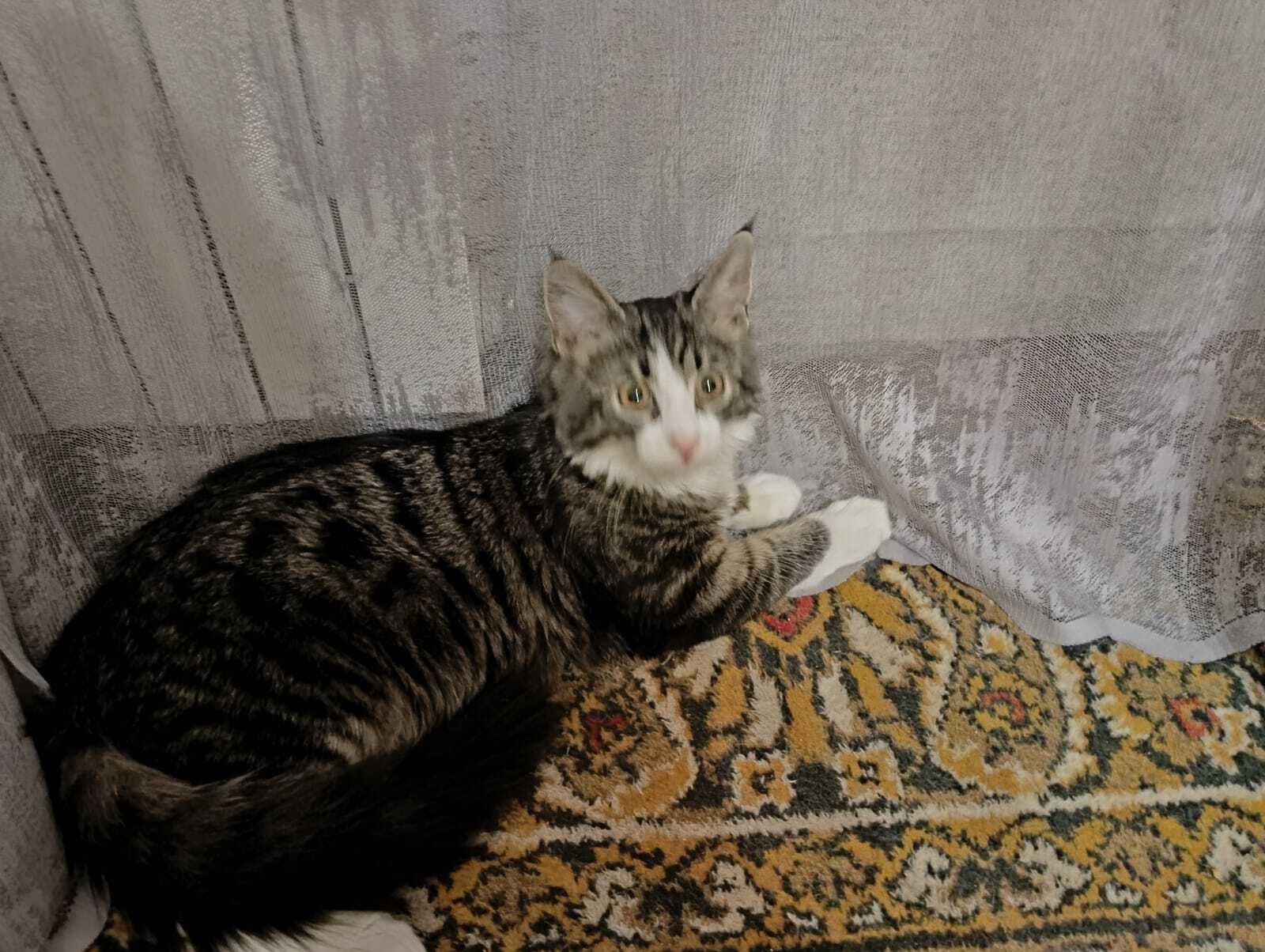 Friendly and sweet cat Timofey in good hands. Moscow and Moscow region - My, In good hands, Homeless animals, Overexposure, cat, No rating, Longpost