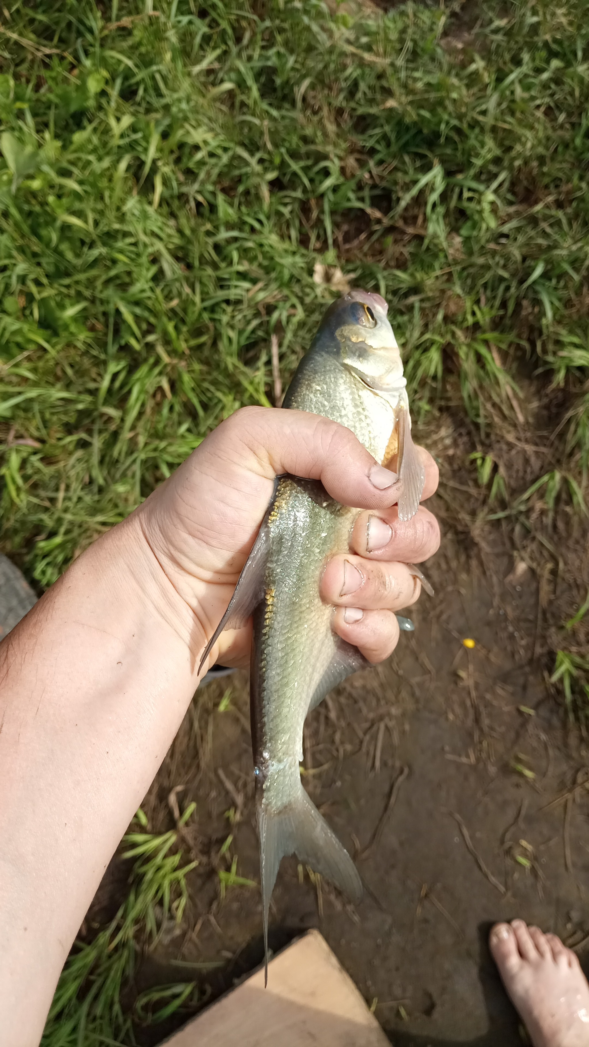 Fishing on the Tobol River - My, Fishermen, Catch, Longpost