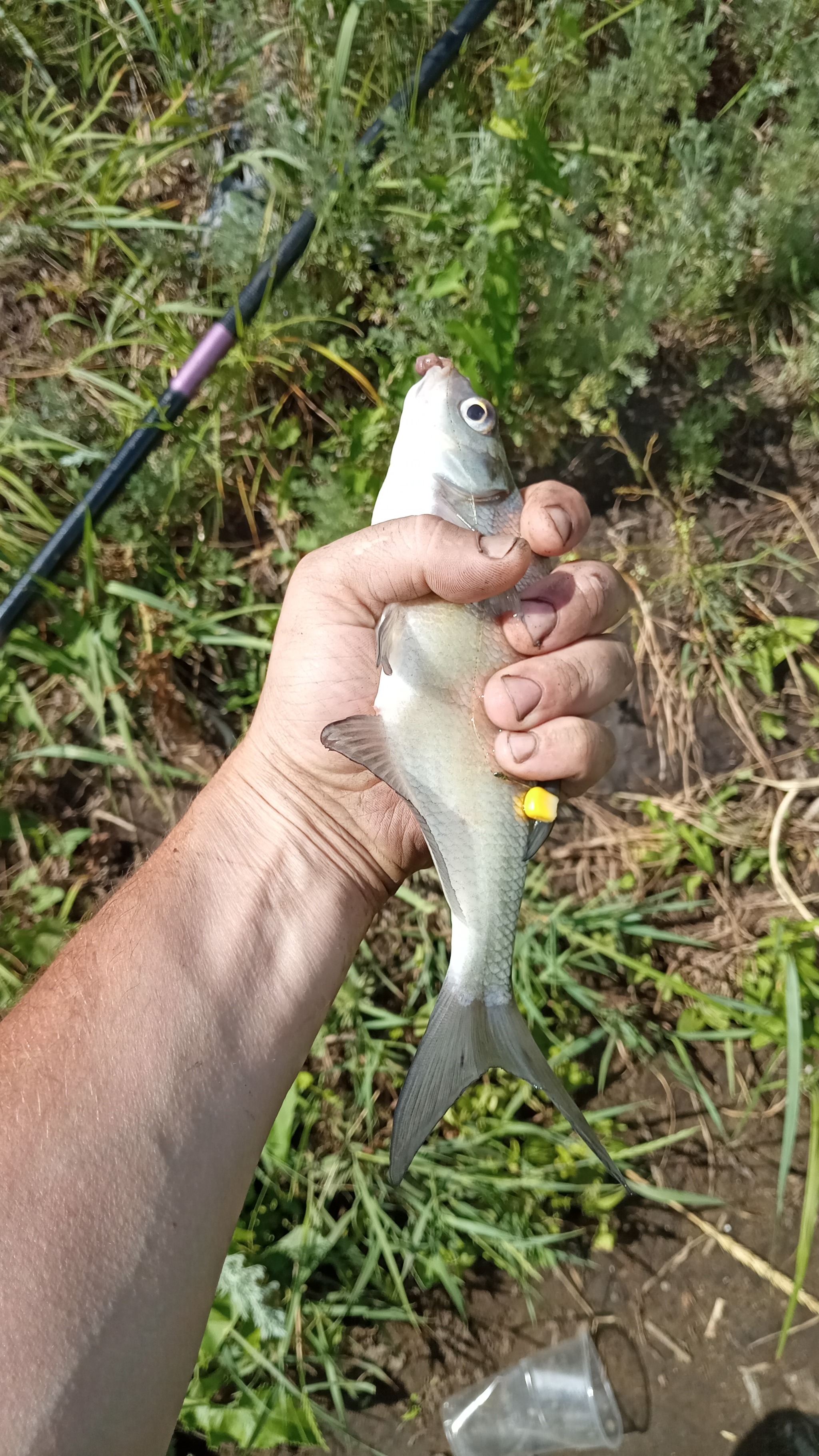 Fishing on the Tobol River - My, Fishermen, Catch, Longpost