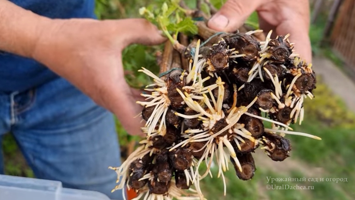 Even a stick will give roots. After that, any cuttings will grow roots - My, Gardening, Garden, Garden, Dacha, House, Garden beds, Harvest, Vegetables, Village, Gardener, Gardener, Berries, Фрукты, Longpost