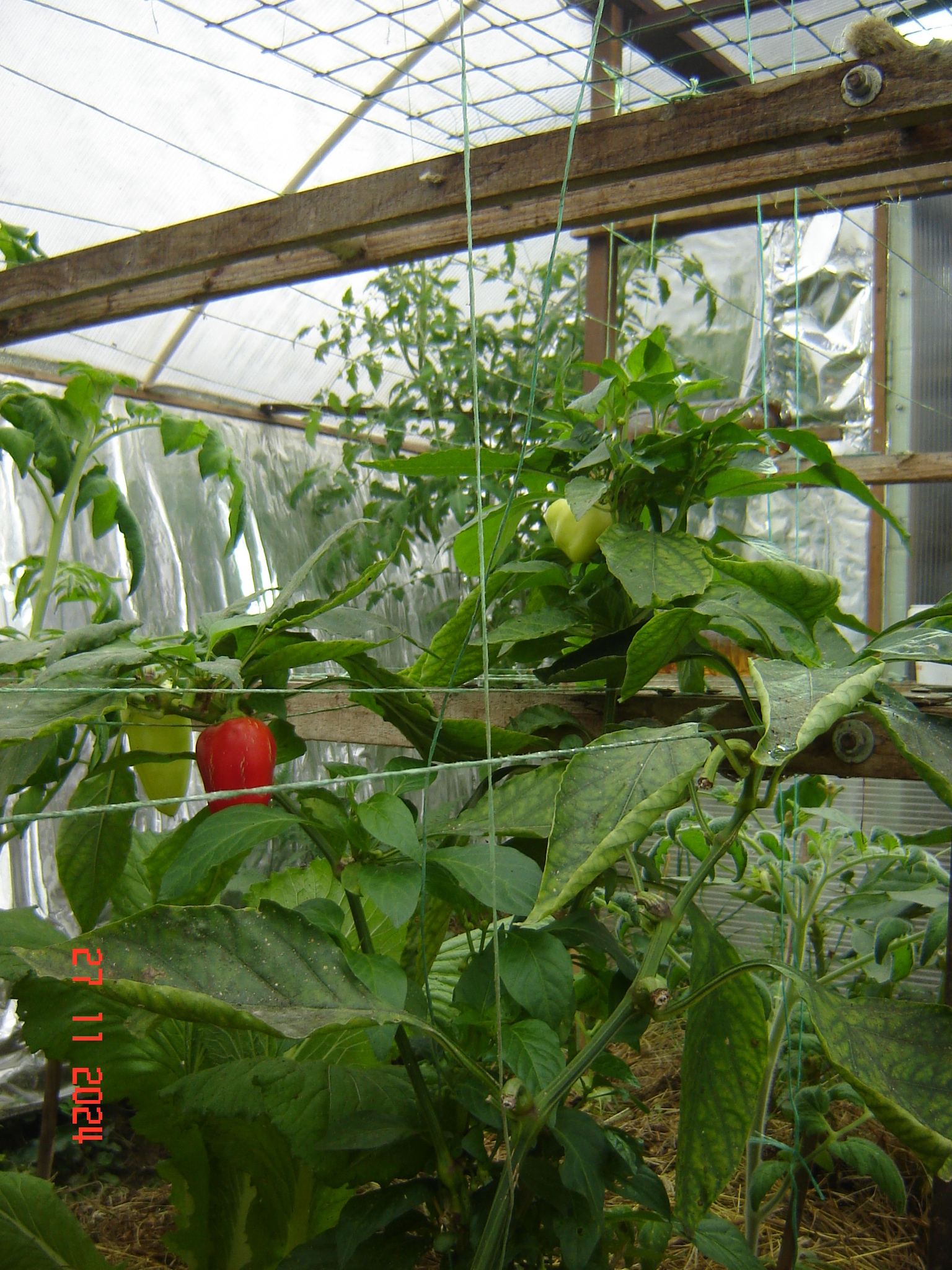 Green photos from greenhouses in December - My, Краснодарский Край, Underground greenhouse, Krasnodar, Longpost