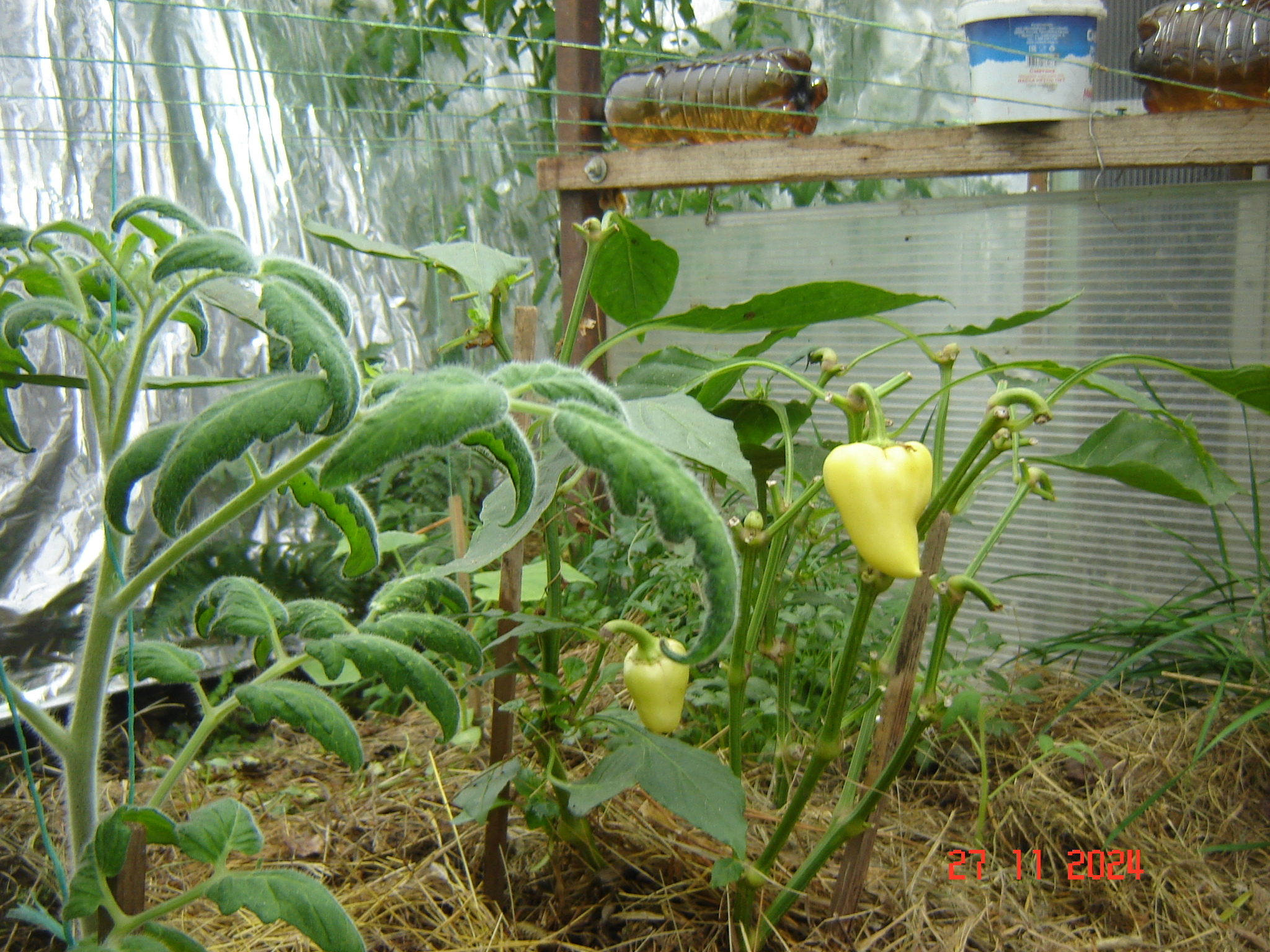 Green photos from greenhouses in December - My, Краснодарский Край, Underground greenhouse, Krasnodar, Longpost