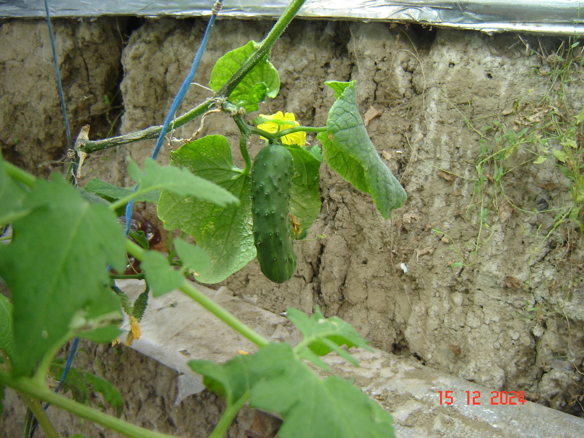 Green photos from greenhouses in December - My, Краснодарский Край, Underground greenhouse, Krasnodar, Longpost