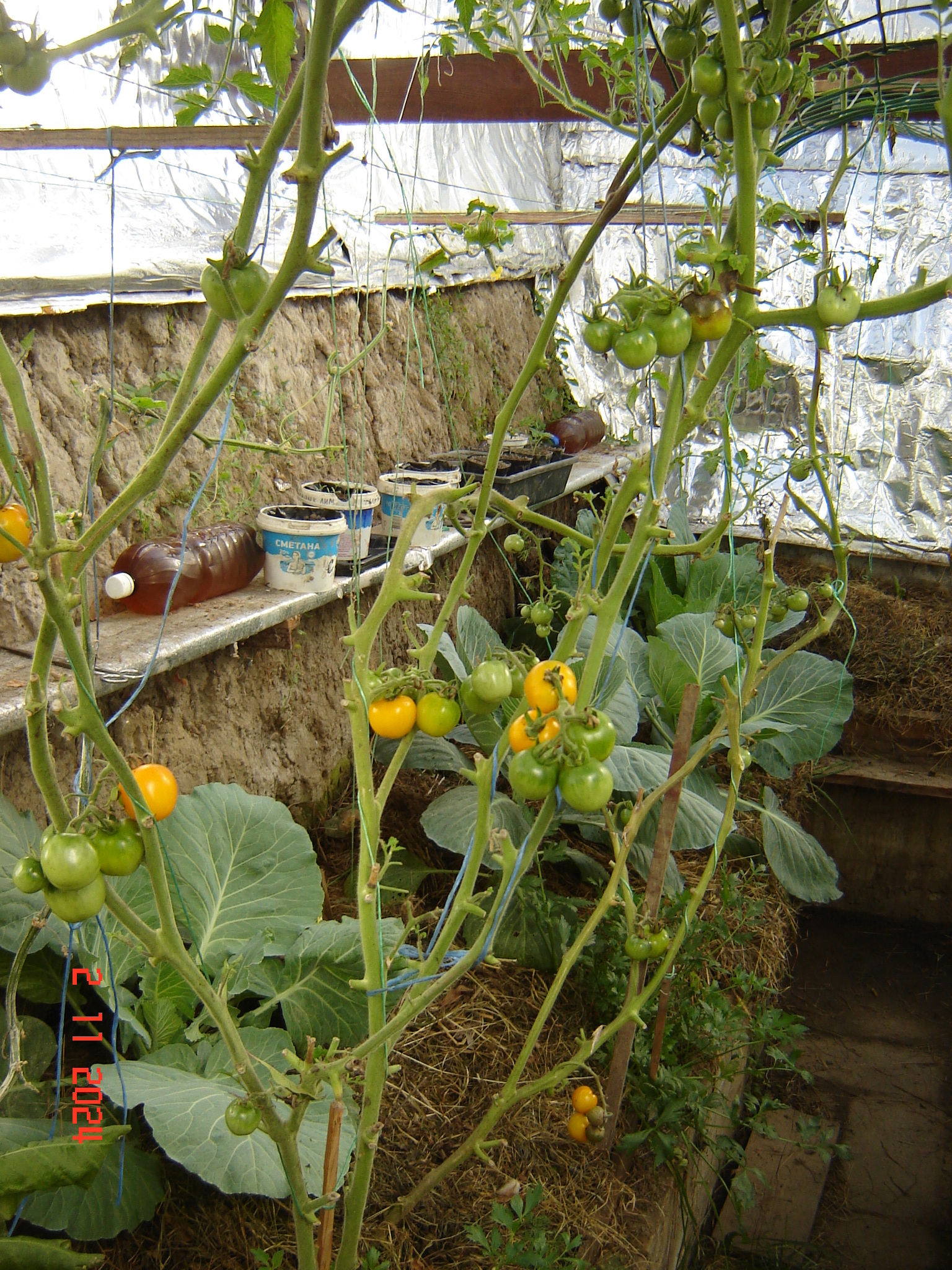 Green photos from greenhouses in December - My, Краснодарский Край, Underground greenhouse, Krasnodar, Longpost