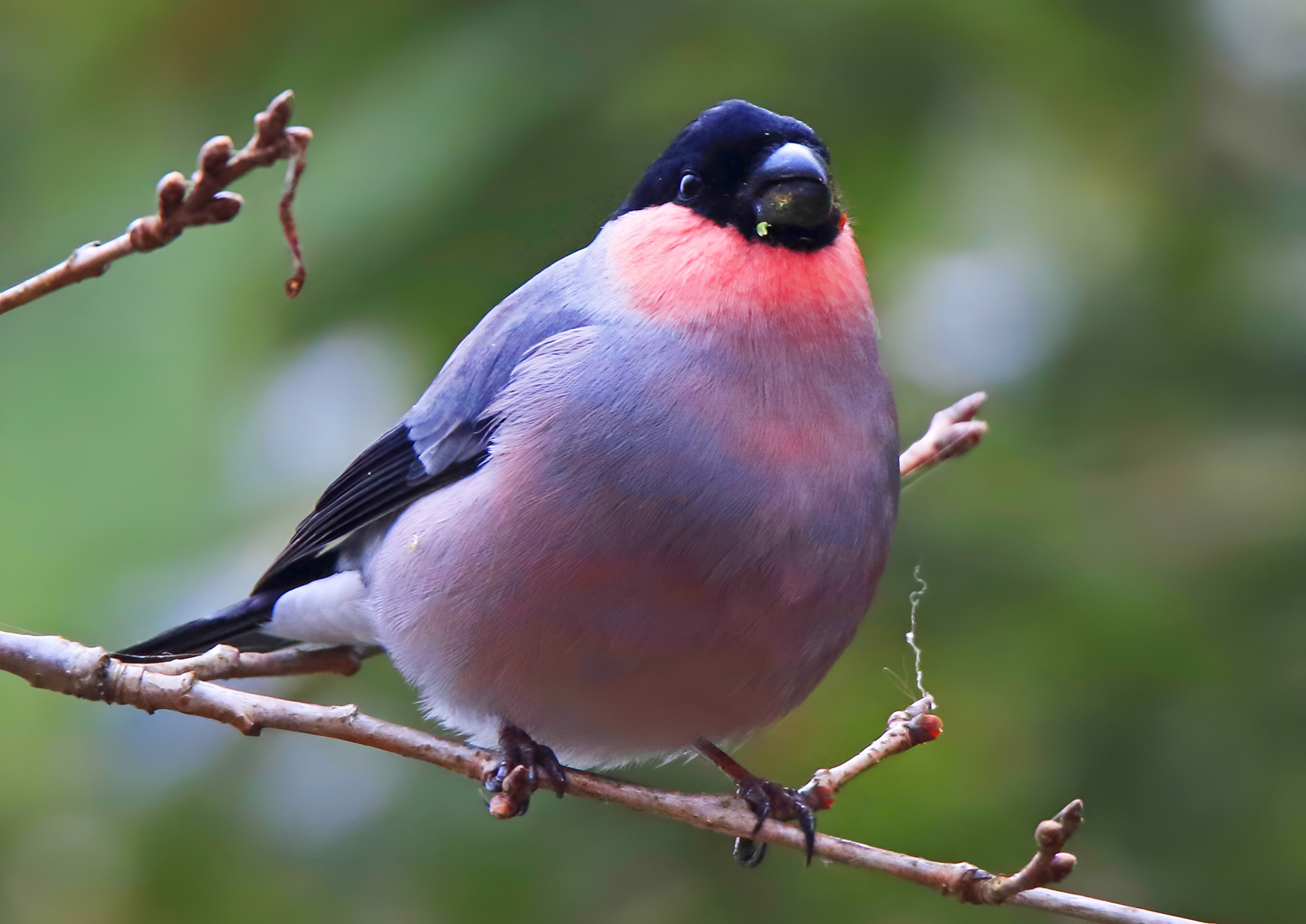 Ussuri bullfinch - The photo, From the network, Passeriformes, Family finchidae, Bullfinches, Birds, Ornithology, wildlife