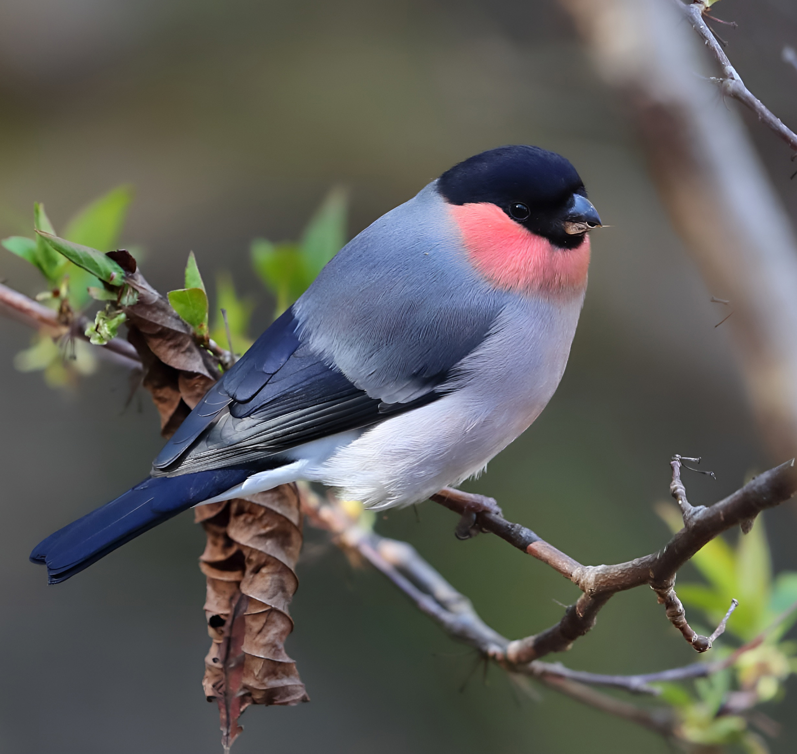 Ussuri bullfinch - The photo, From the network, Passeriformes, Family finchidae, Bullfinches, Birds, Ornithology, wildlife