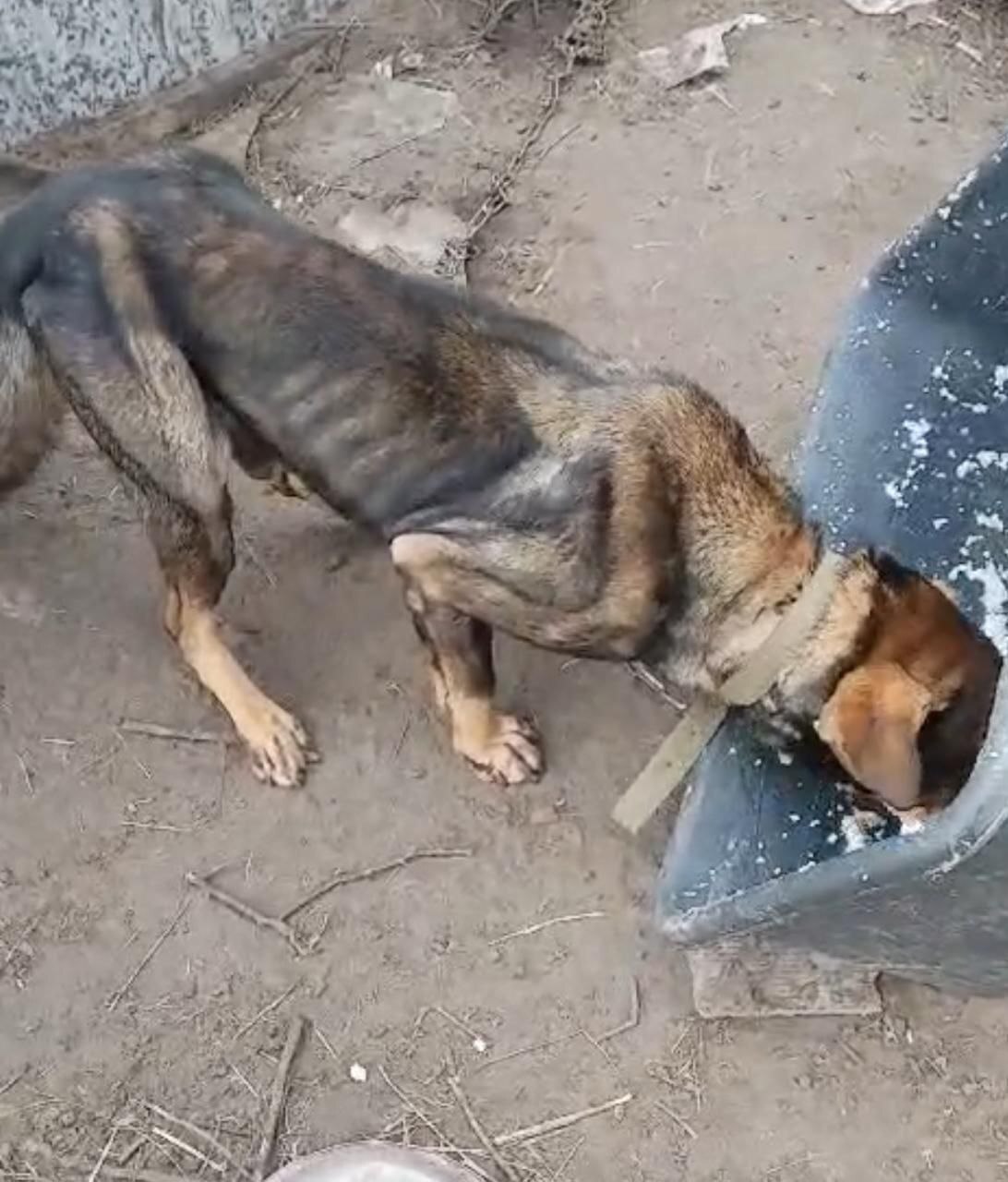 Astrakhan animal rights activists breed dogs so that they die of hunger - Homeless animals, Stray dogs, Negative, Radical animal protection, Animal defenders, news, Animal abuse, Animal Rescue, Astrakhan, Astrakhan Region, Vertical video, Video, Longpost, Dog, Euthanasia