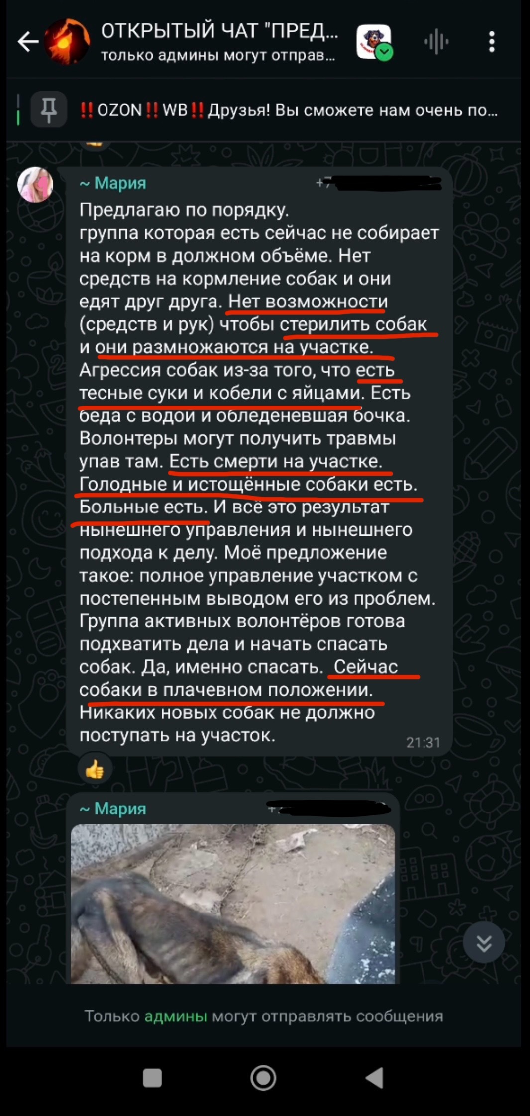 Astrakhan animal rights activists breed dogs so that they die of hunger - Homeless animals, Stray dogs, Negative, Radical animal protection, Animal defenders, news, Animal abuse, Animal Rescue, Astrakhan, Astrakhan Region, Vertical video, Video, Longpost, Dog, Euthanasia