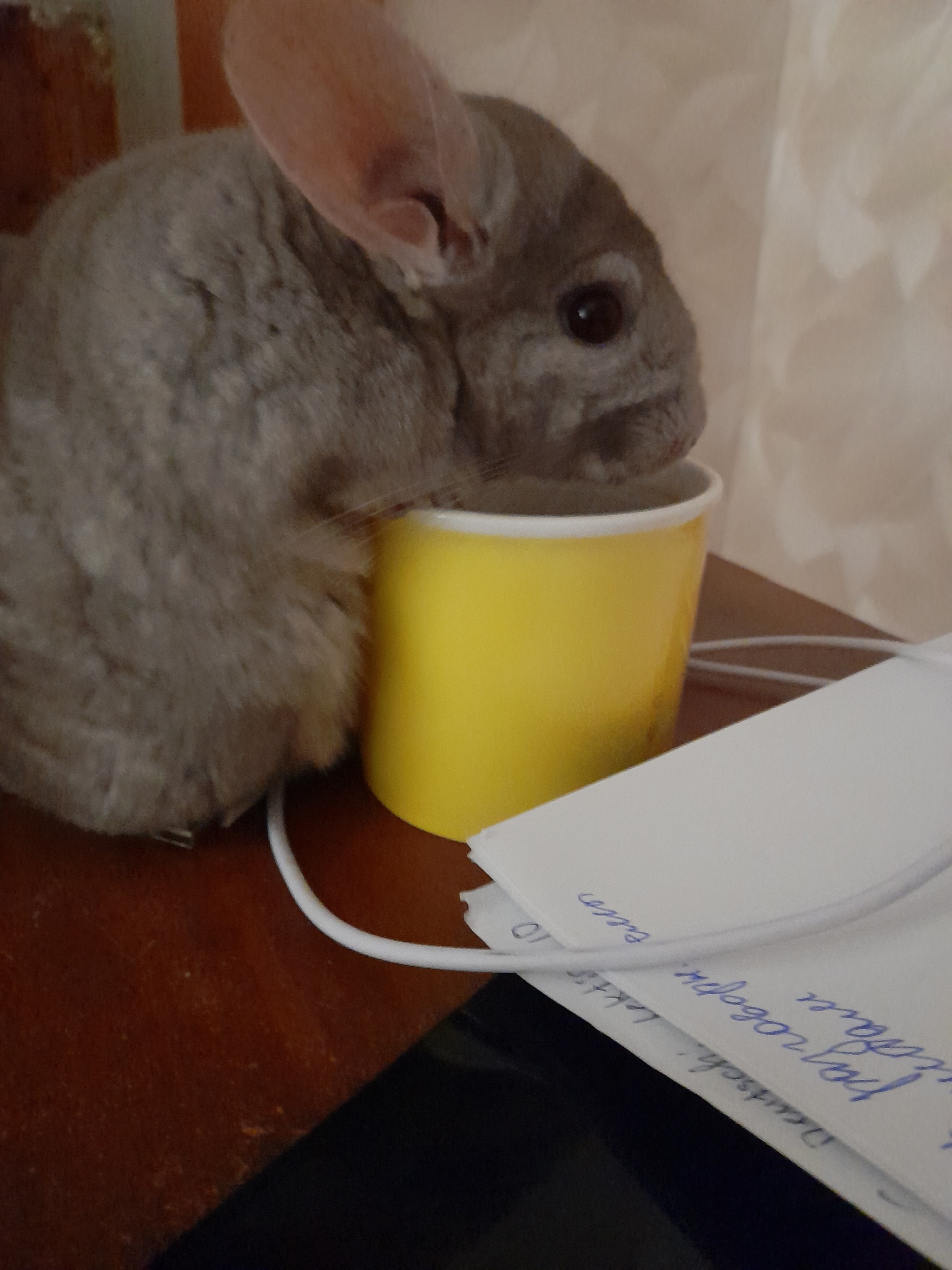 Charlie - My, Pets, Chinchilla, Longpost, The photo