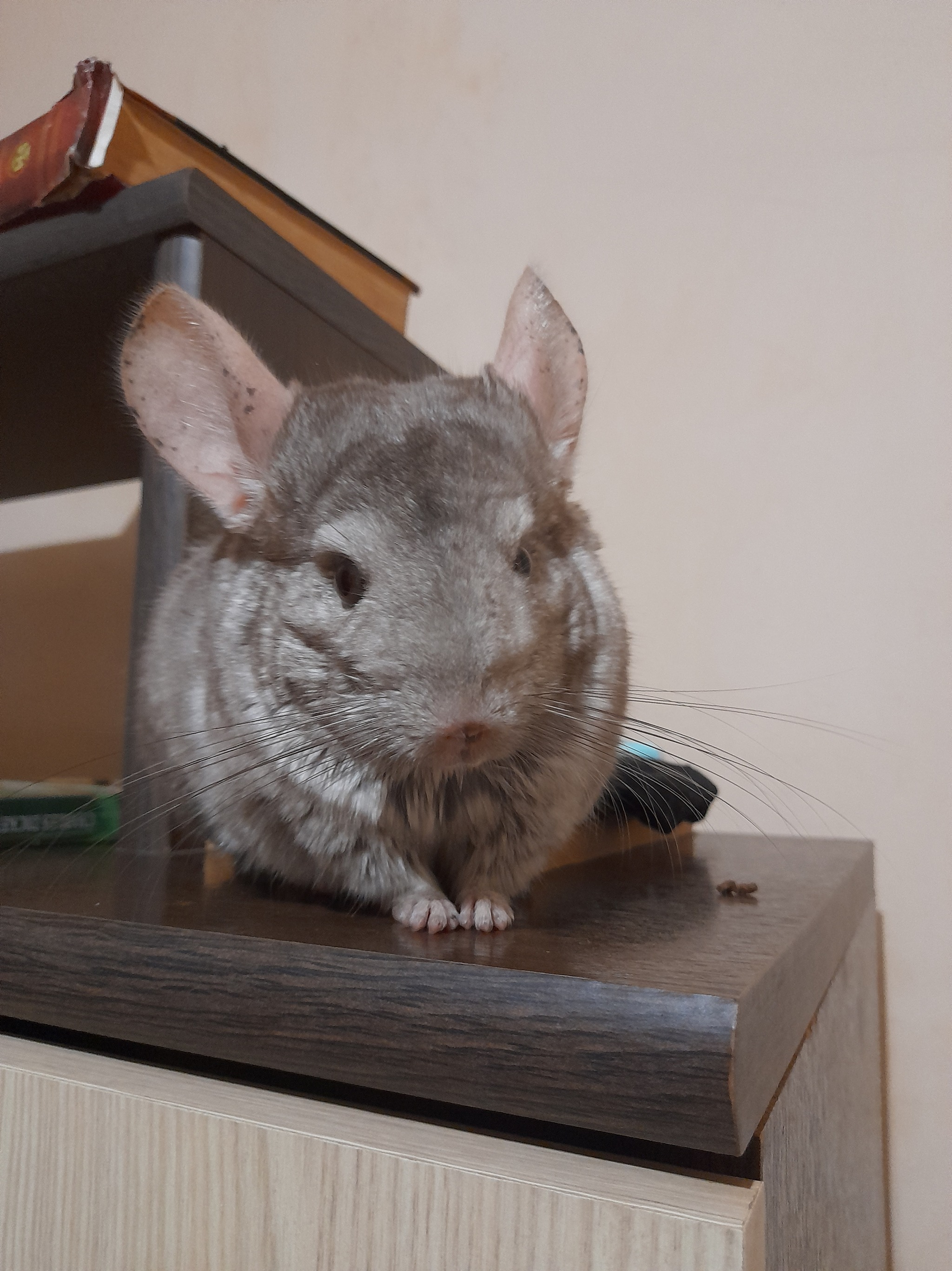 Charlie - My, Pets, Chinchilla, Longpost, The photo