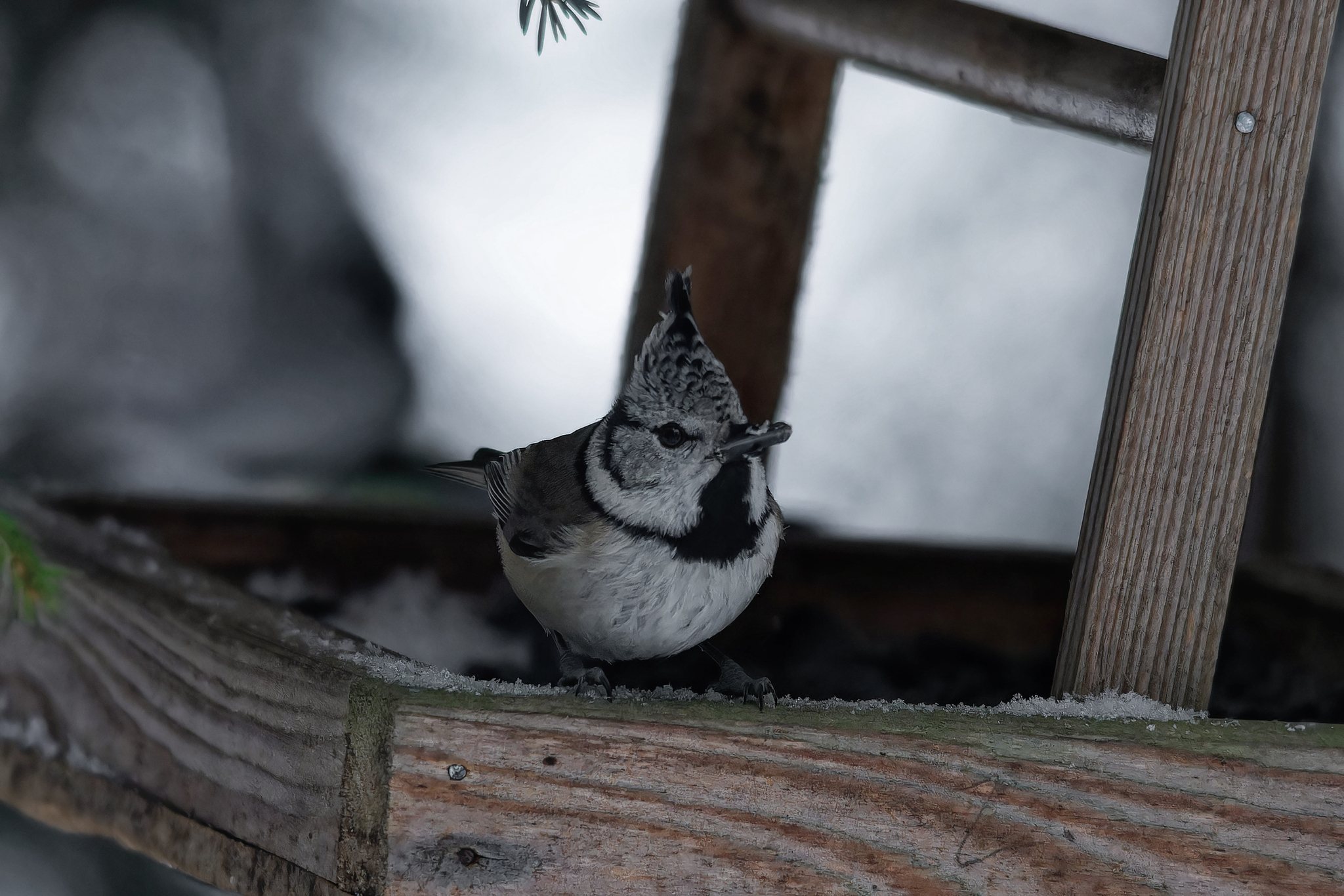 Coincidence? - My, Photo hunting, The nature of Russia, Birds, Nature, Winter, Tit, Hobby, Forest, Bird watching, Ornithology League, Ornithology, wildlife