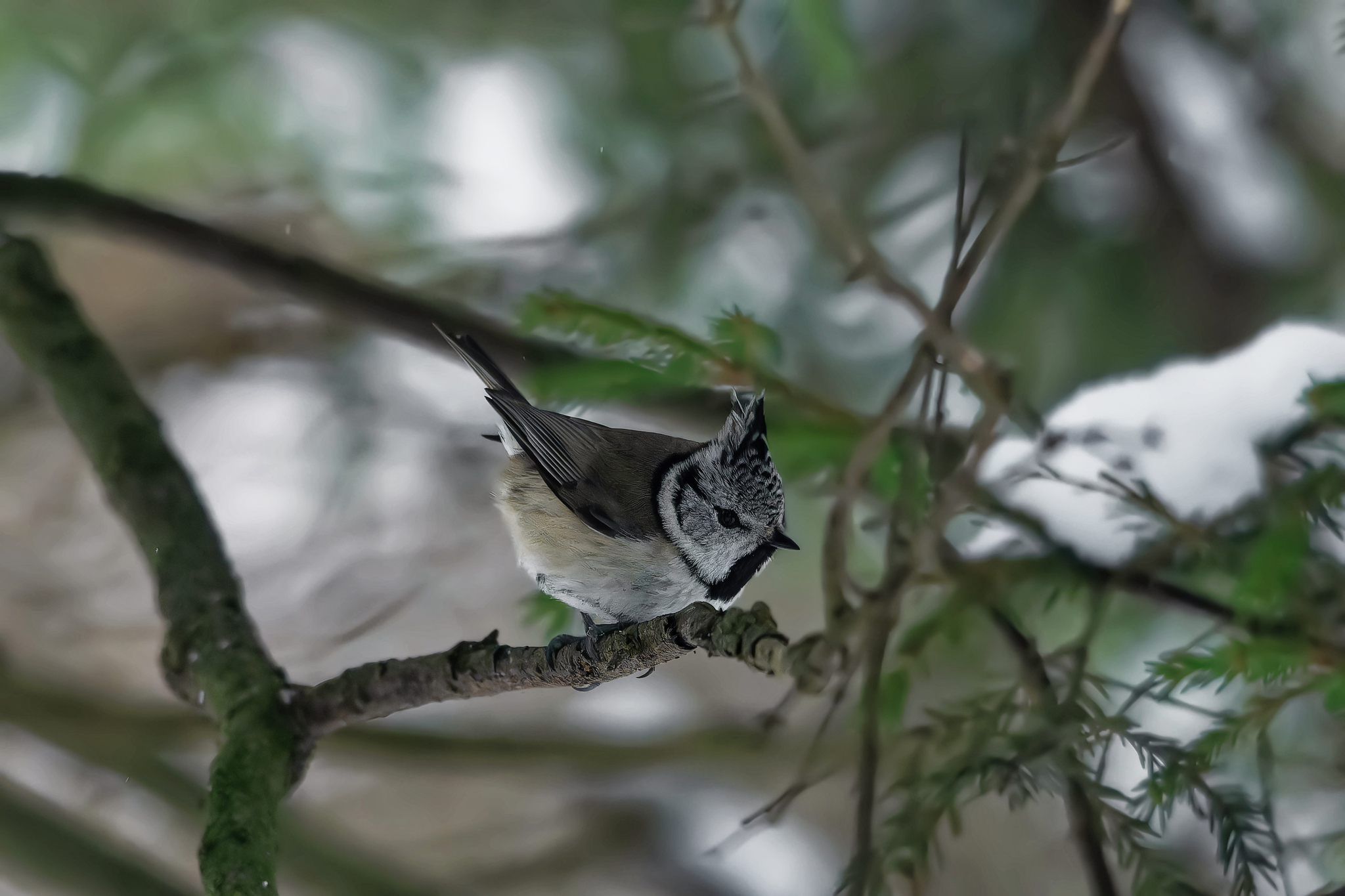 Coincidence? - My, Photo hunting, The nature of Russia, Birds, Nature, Winter, Tit, Hobby, Forest, Bird watching, Ornithology League, Ornithology, wildlife