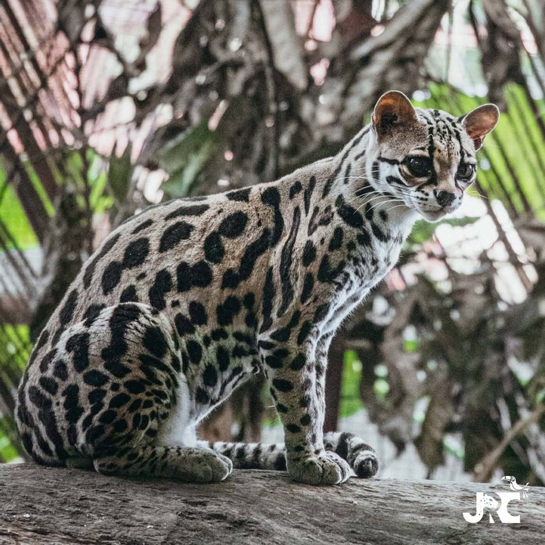 Long-tailed cat - Margay, Small cats, Cat family, Predatory animals, Wild animals, Central America, The photo