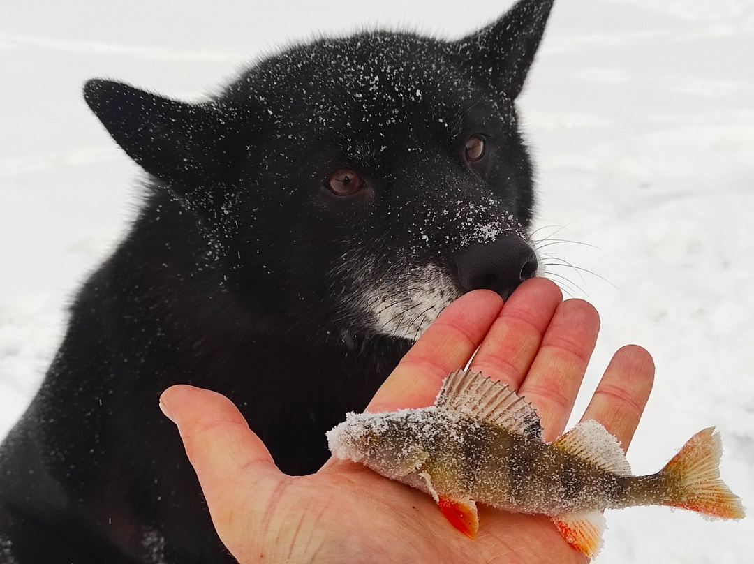 First perch this season - My, Fishing, Winter fishing, Perch, Camping, Village, Dog, The photo