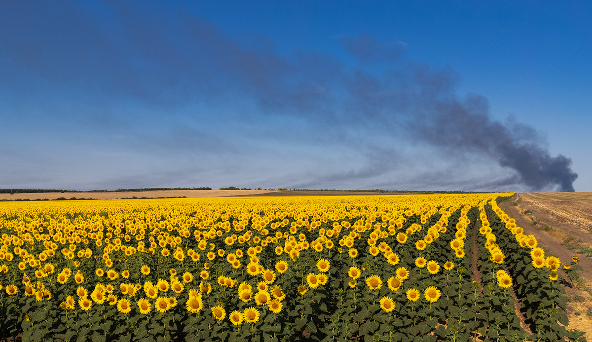 Remembering August - My, Rostov region, Steppe, Landscape, Field, Sunflower, Sunflower, Сельское хозяйство