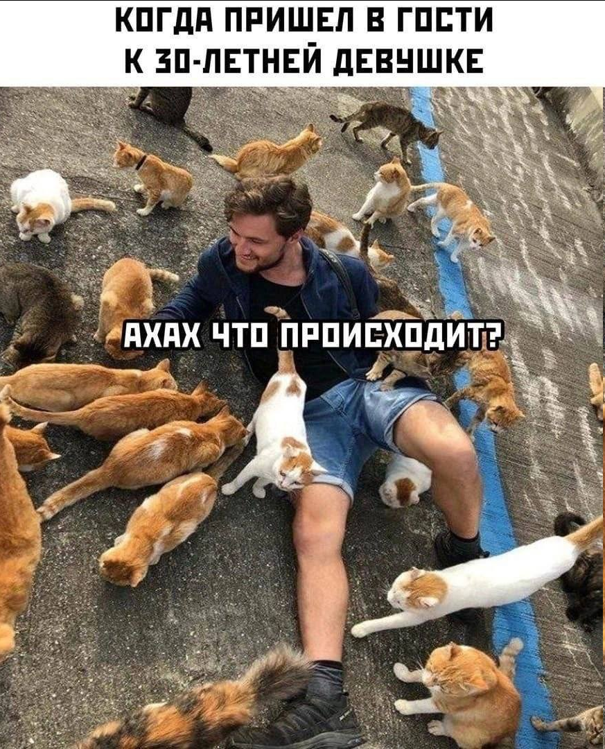 Life - Humor, Women, Picture with text, cat