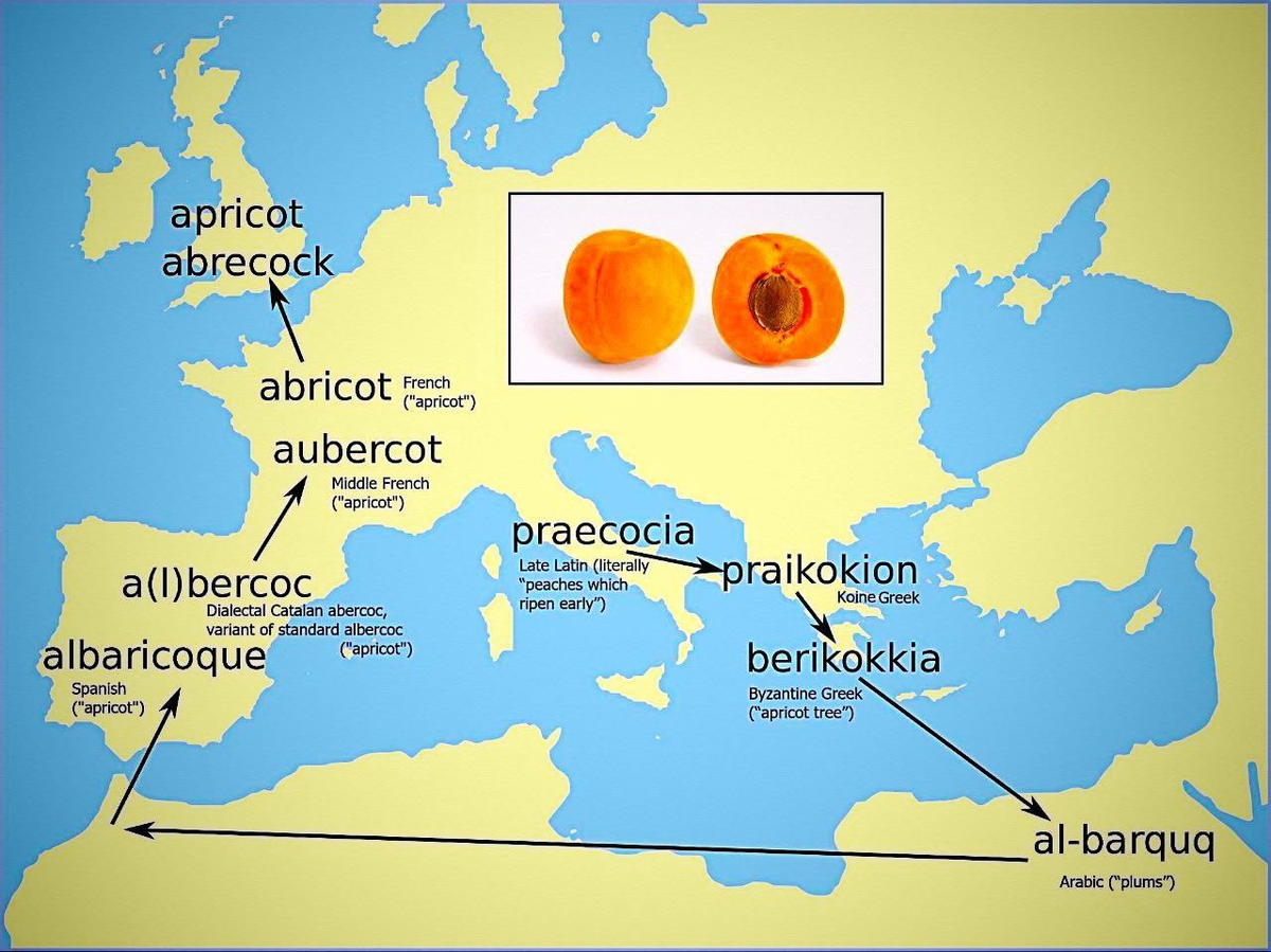 Apricot: Etymology - My, Russian language, Linguistics, Foreign languages, The culture, The words, Apricot