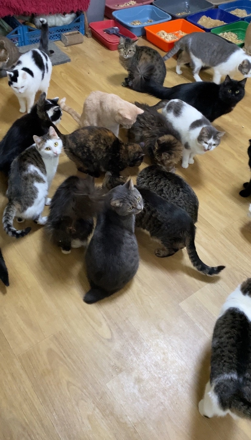 Collecting food for the shelter's cats during the New Year holidays! - Charity, Animal Rescue, Helping animals, cat, Animal shelter, The strength of the Peekaboo, Good league, Telegram (link), Longpost