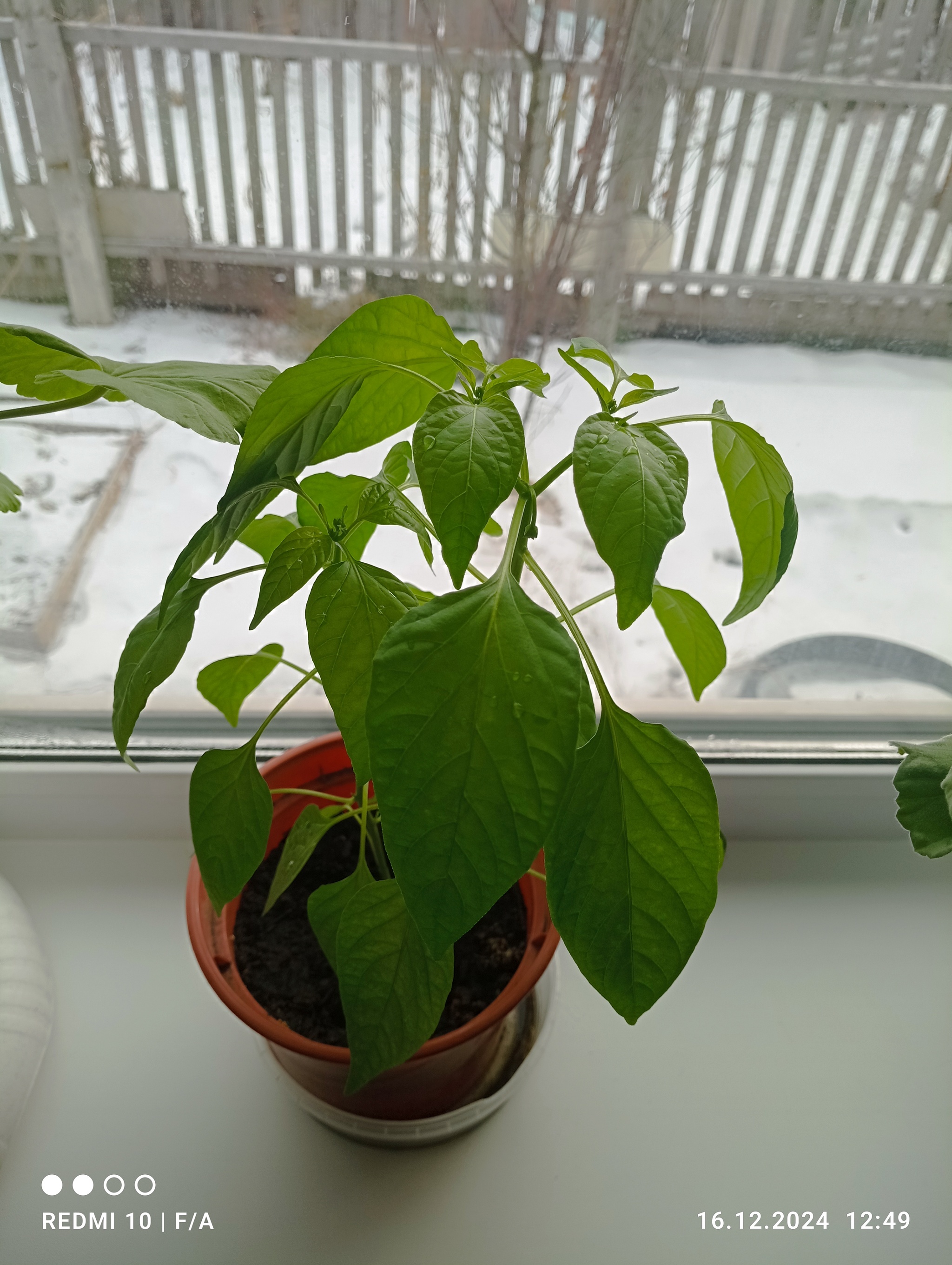 Hot pepper - My, Houseplants, Hot peppers, Longpost