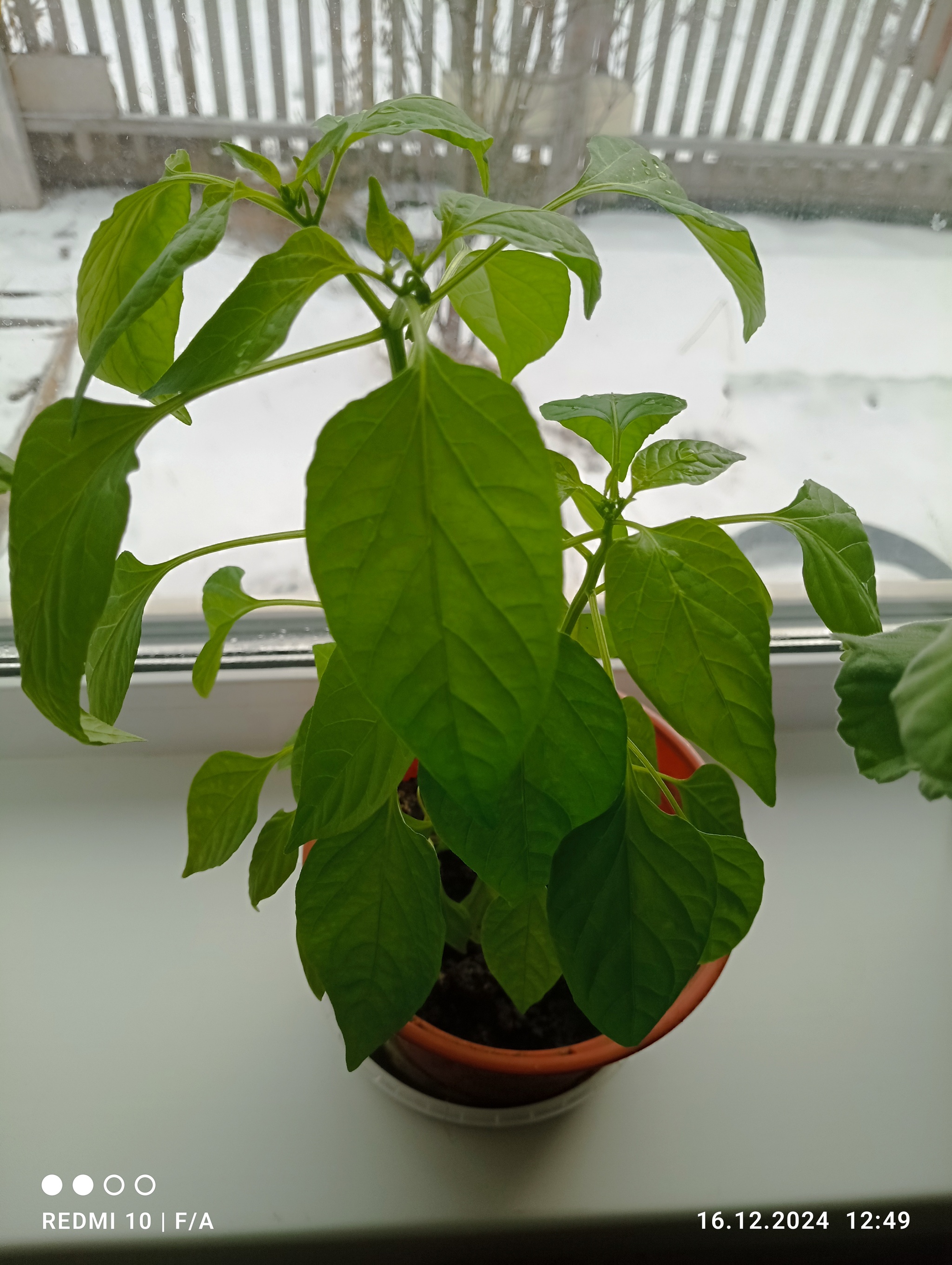 Hot pepper - My, Houseplants, Hot peppers, Longpost