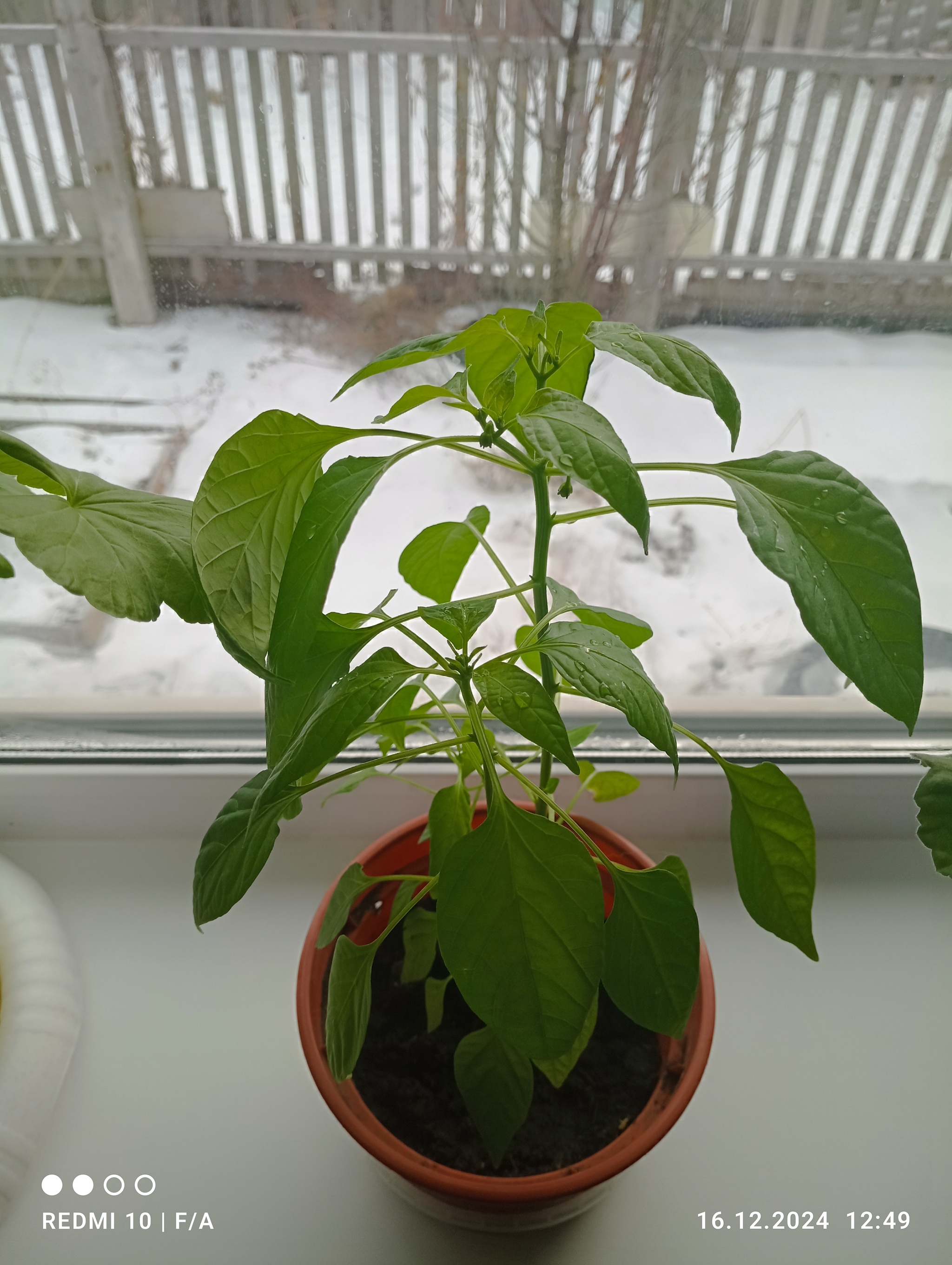 Hot pepper - My, Houseplants, Hot peppers, Longpost