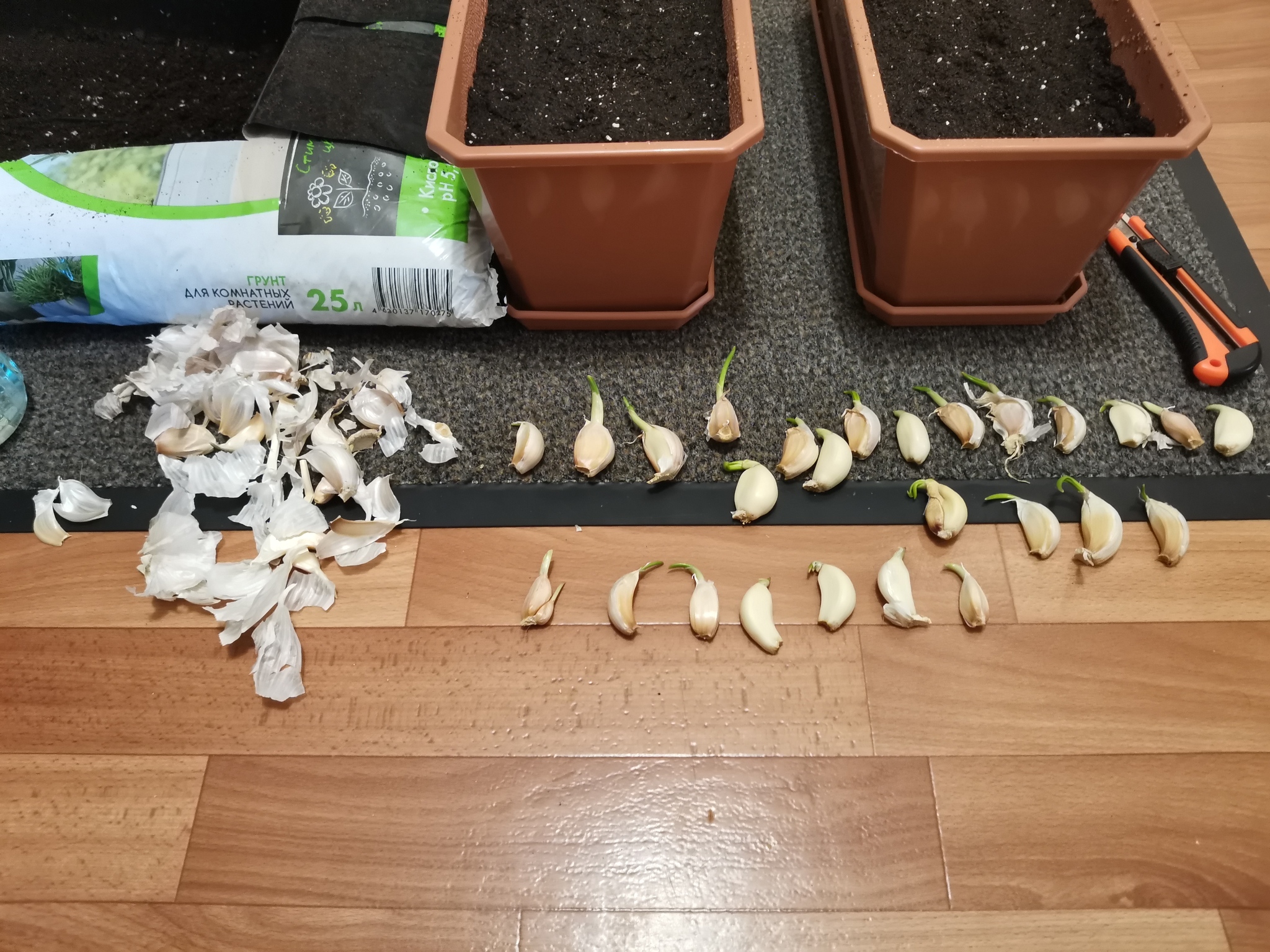 Post #12144133 - My, Gardening, Garlic, Joy, With your own hands, First post, First experience, Humor, Longpost