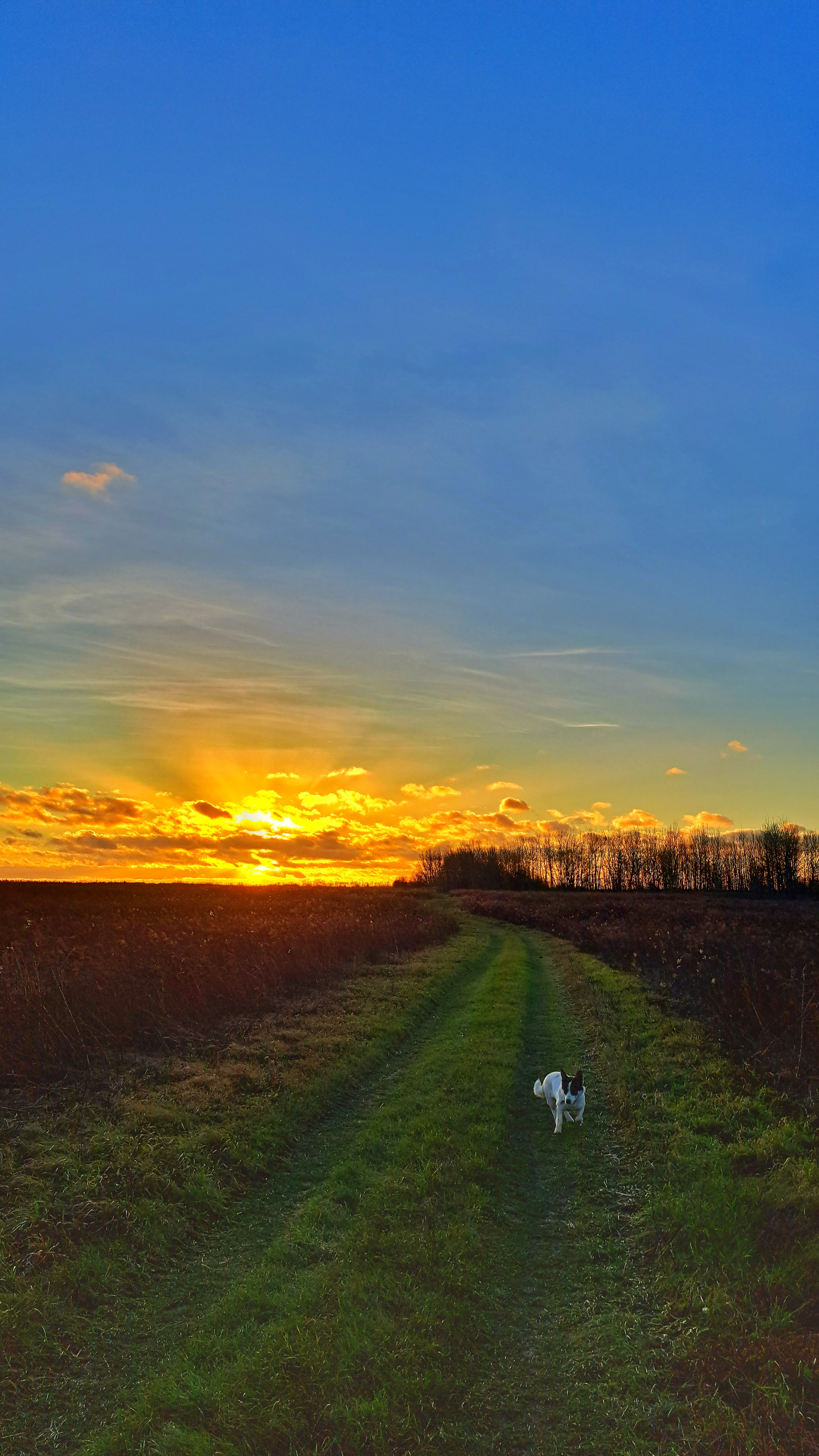 December 17 - Kaliningrad region, Winter, December, Forest, Dog, Nature, Walk, Russia, Longpost