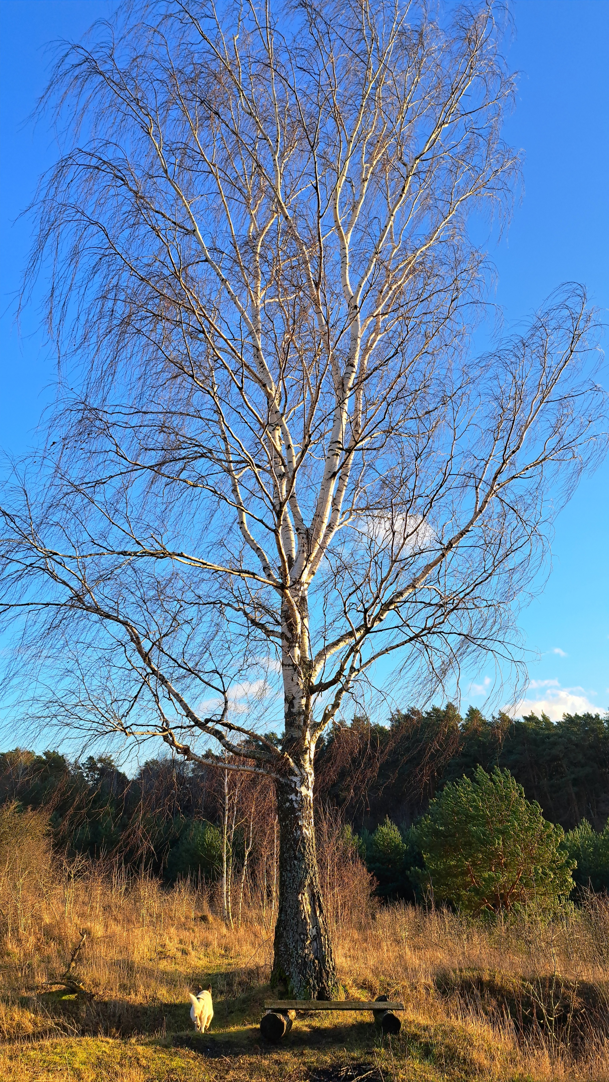 December 17 - Kaliningrad region, Winter, December, Forest, Dog, Nature, Walk, Russia, Longpost