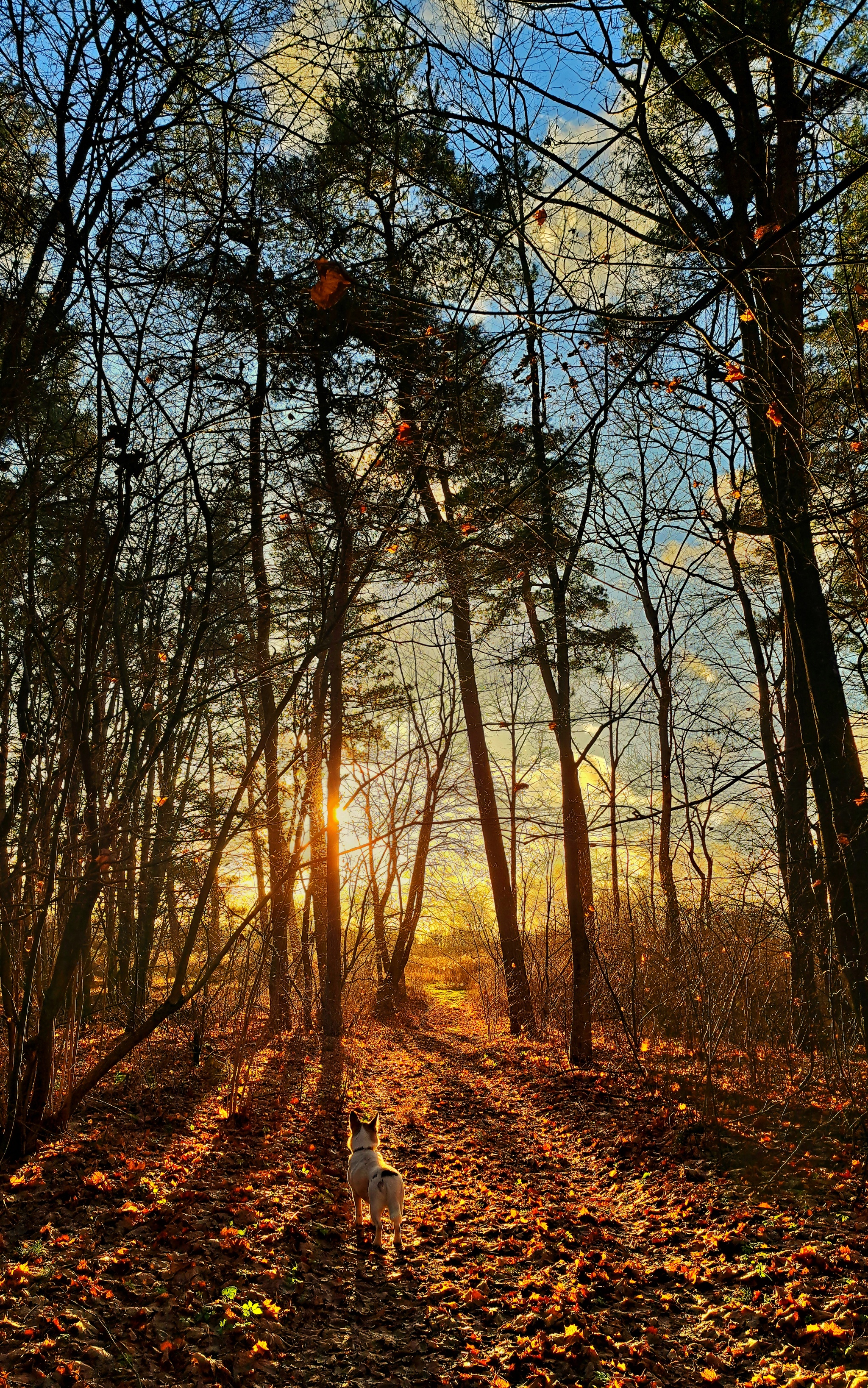 December 17 - Kaliningrad region, Winter, December, Forest, Dog, Nature, Walk, Russia, Longpost